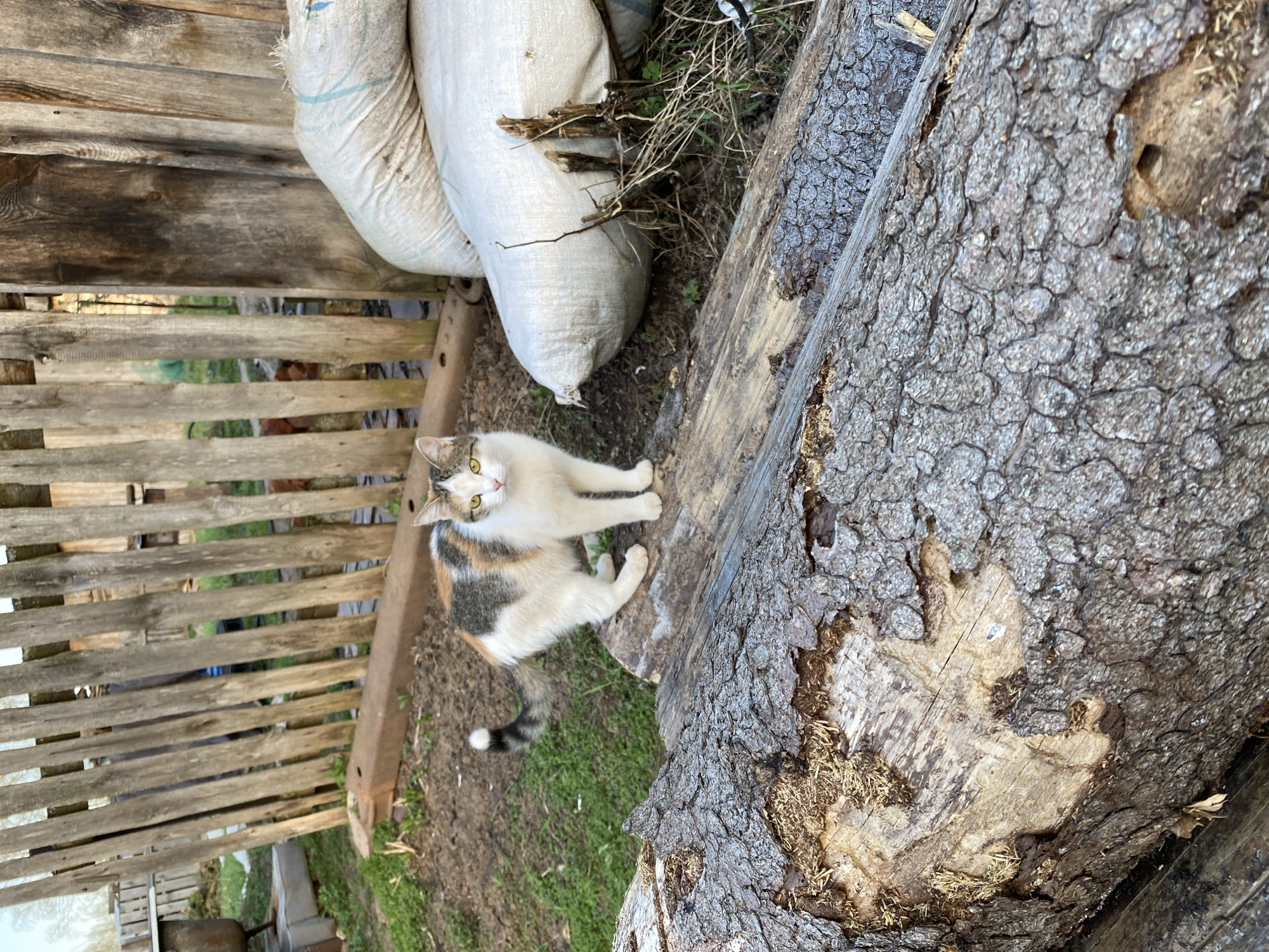 The image depicts a calico cat standing on a large, partially debarked log next to several white sacks and a dilapidated wooden fence. The setting appears to be outdoors, possibly in a yard or storage area, based on the presence of grass and other vegetation. The location is identified as Баклуши, Russia.