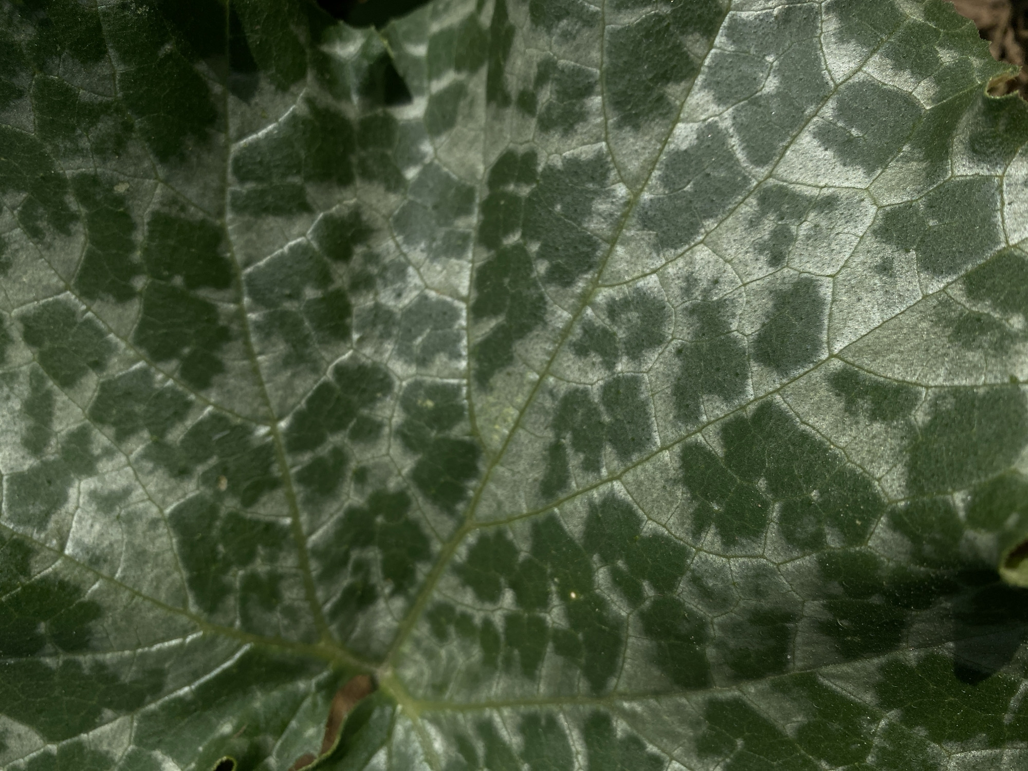 The image shows a close-up, detailed view of a green leaf, likely from a plant. The leaf has prominent veins forming a network across its surface. There are irregular patches of a lighter, whitish or powdery substance on the leaf, which appear to be concentrated within the cellular structure defined by the veins. Some areas of the leaf are a deeper green, while others are lighter where the whitish substance is present. The texture of the leaf surface appears slightly matte and possibly velvety in the lighter areas. The lighting creates subtle shadows and highlights, emphasizing the texture and contours of the leaf. The background is dark and out of focus, suggesting the leaf is part of a larger plant or is lying on a dark surface. There are no people or any identifiable objects that would indicate a specific location within a city.