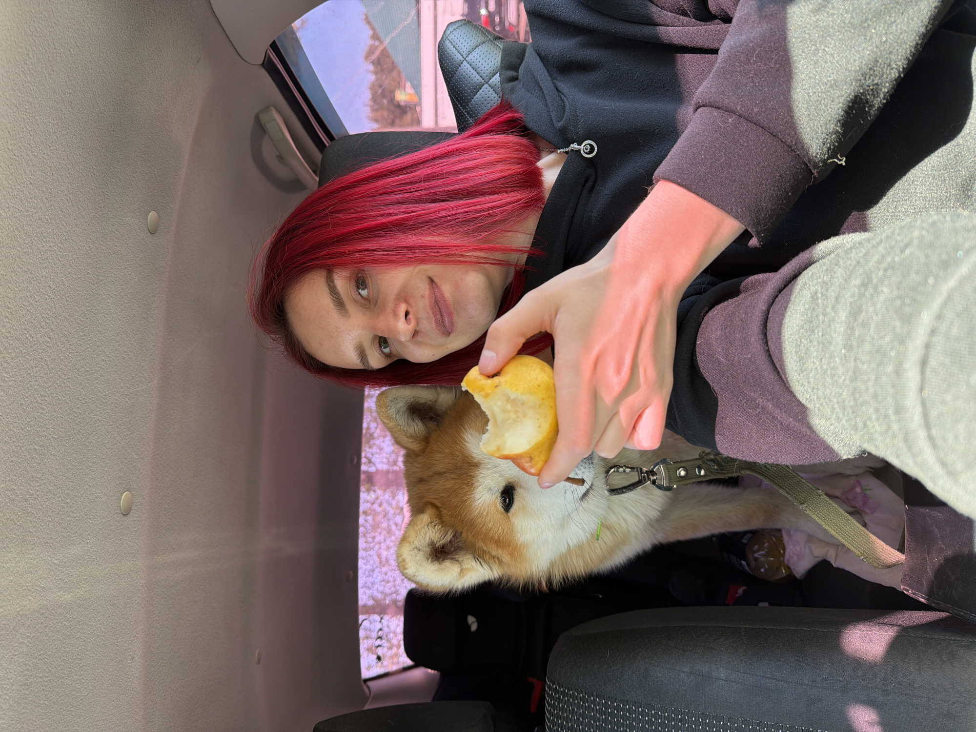 A woman with red hair sits inside a car with a tan and white dog. She is wearing a dark hoodie and gray sweatpants. The woman holds a bitten apple toward the dog's face. The dog is wearing a green leash. The image was taken in Chaikovsky, Russia.