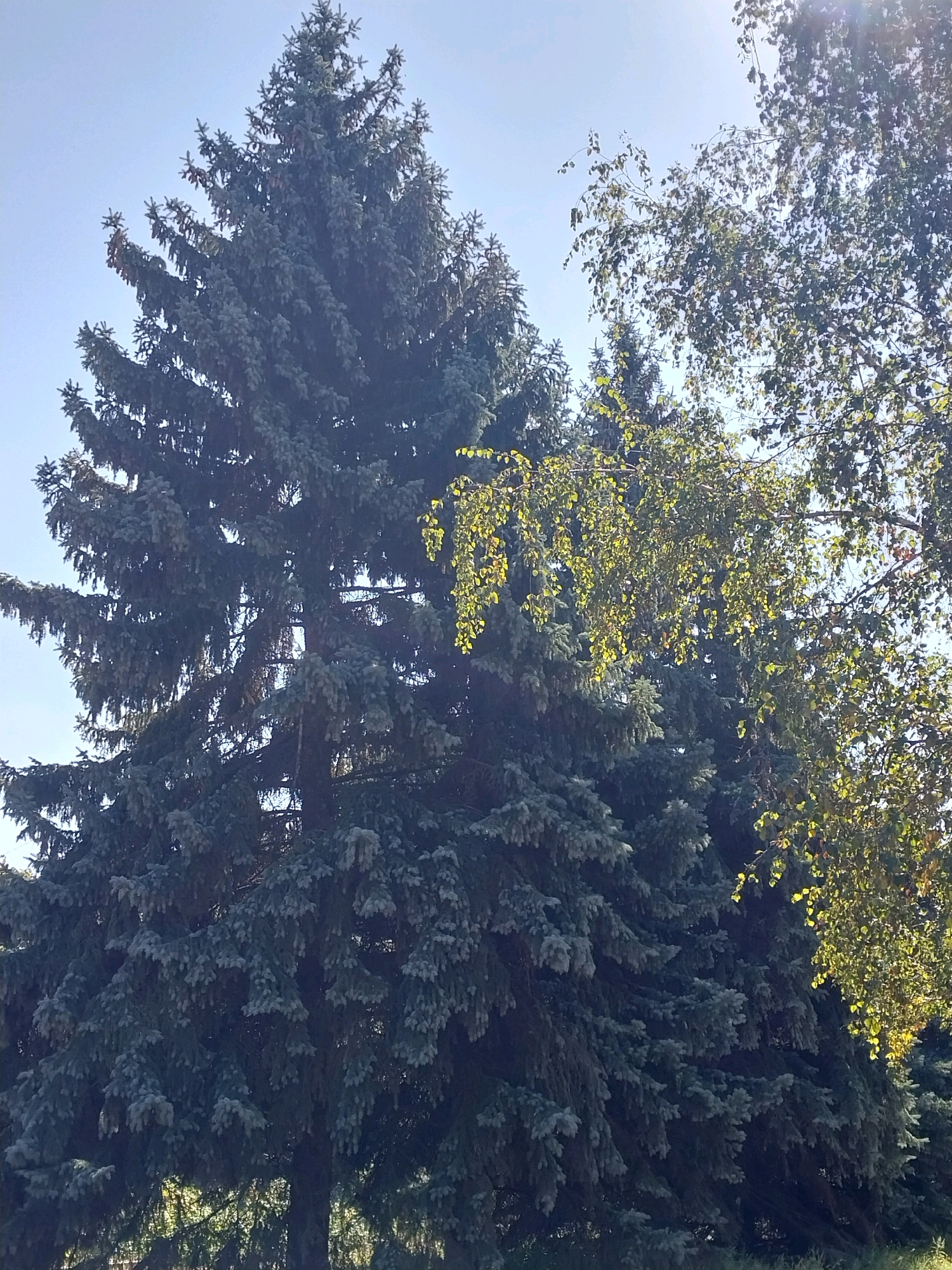 The image shows a close-up view of evergreen trees and a deciduous tree against a clear blue sky. The evergreen trees, likely firs, are tall and dense, with their branches reaching upwards and outwards. The deciduous tree, possibly a birch, is on the right side of the frame, with its branches covered in small, light-colored leaves that are illuminated by sunlight. The overall impression is of a natural setting, possibly a park or a forest edge, within the city of Doslidne, Ukraine. No people or specific structures are visible in the image.