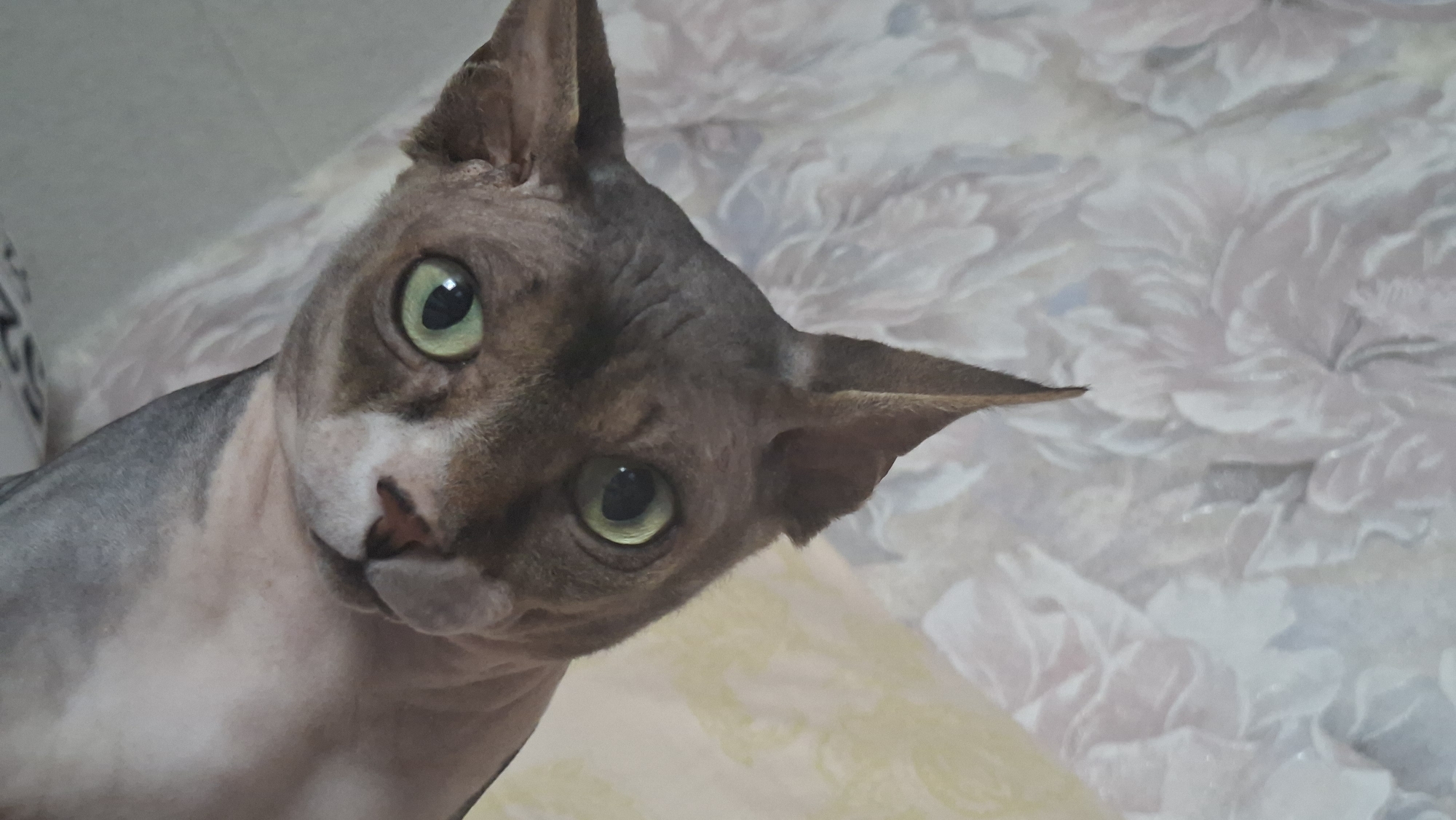 A close-up, low-angle portrait shows a hairless cat with striking green eyes. The cat is positioned in the center of the frame, with its head tilted to the right. Its fur is a mix of brown and grey tones, with white markings on its chest and nose. The cat's large ears are prominent and pointed upwards. The background is out of focus, featuring a floral patterned wallpaper in muted shades of pink and white, with a yellow-toned section on the right. There is no indication of the cat's location within Забалоцкі сельскі Савет, Belarus. The image appears to be taken indoors, likely in a domestic setting, with the cat being the sole subject.