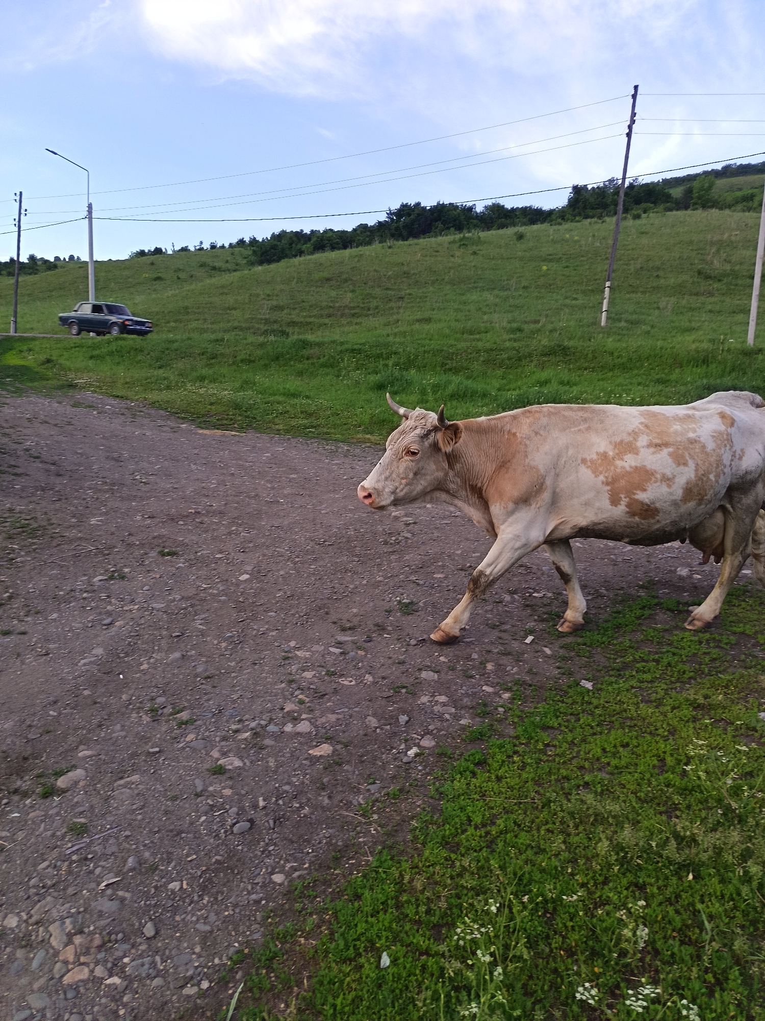 A light-colored cow with brown patches is walking from left to right across a dirt road. The cow is in the foreground, and the road is composed of gravel and dirt. To the left of the road, there is a grassy slope. In the background, there is a green hill with trees at the top and a blue sky with white clouds. There is also a dark-colored car parked on the side of a road that runs along the base of the hill, and several utility poles and wires are visible. The image appears to be taken in a rural setting, possibly in or near the city of Soloneshnoye, Russia.