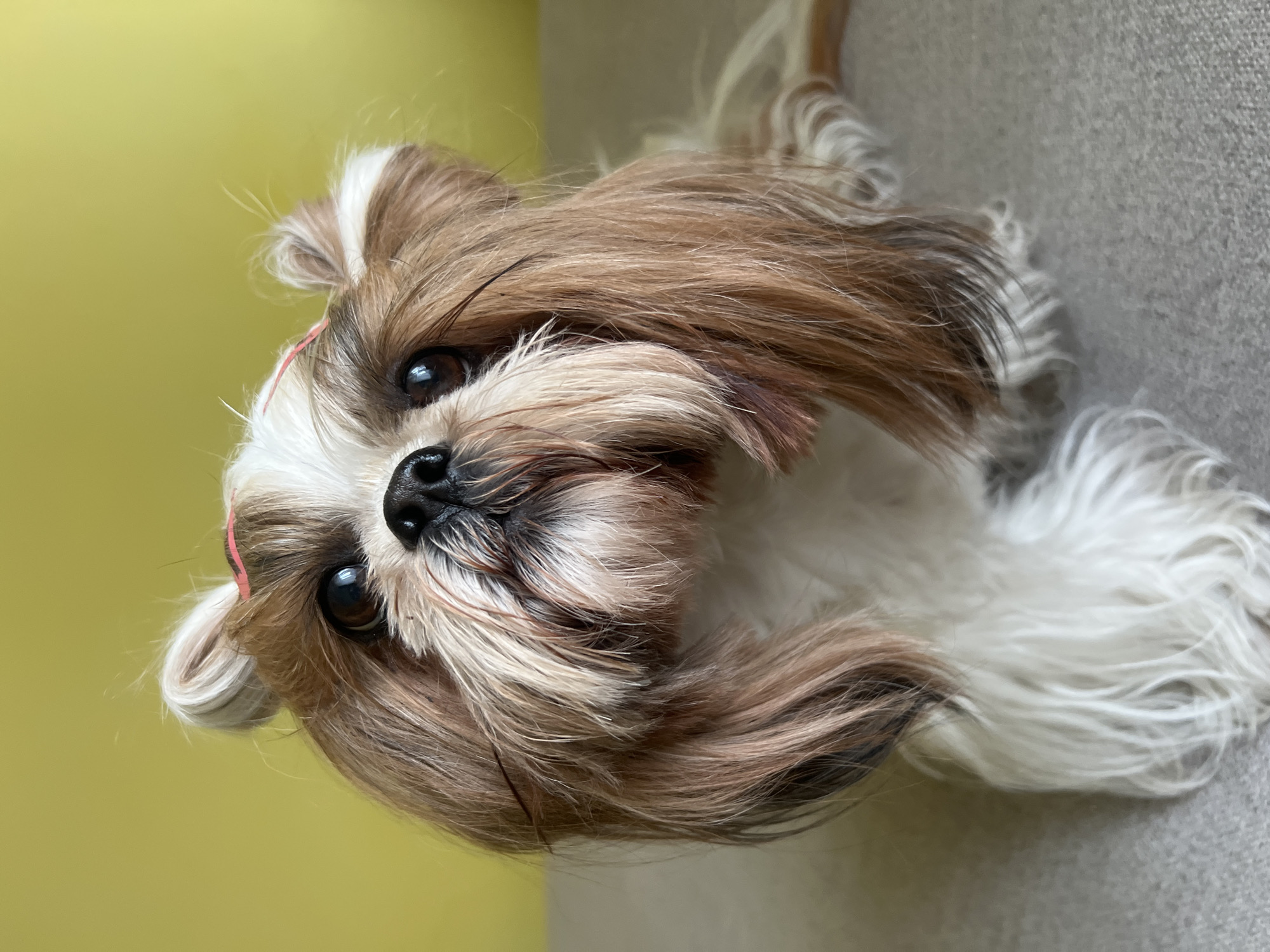 A Shih Tzu dog, with long brown and white fur, is sitting on a grey surface. The dog is looking upwards with its head tilted slightly to the right. A thin pink hairband is visible on its head, holding back some of its fur. The background is a solid yellow wall.