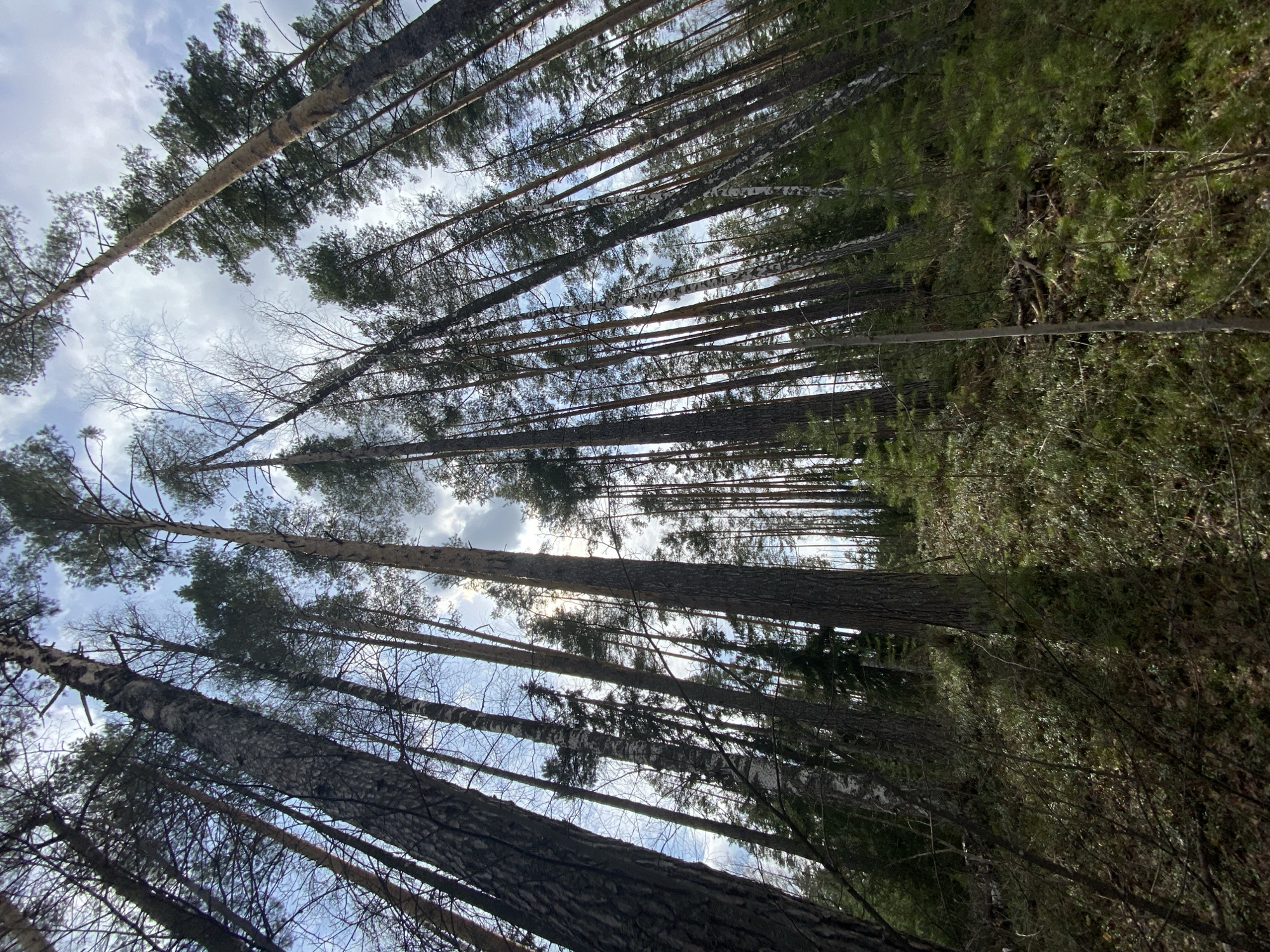 The image depicts a forest scene in Noviy, Russia. The perspective is looking upwards through tall, thin trees. The trees appear to be primarily coniferous, with some deciduous trees interspersed. The sky is visible through the canopy, with a mix of clouds and blue sky. The ground is obscured by dense undergrowth and fallen leaves. There are no people visible in the image.