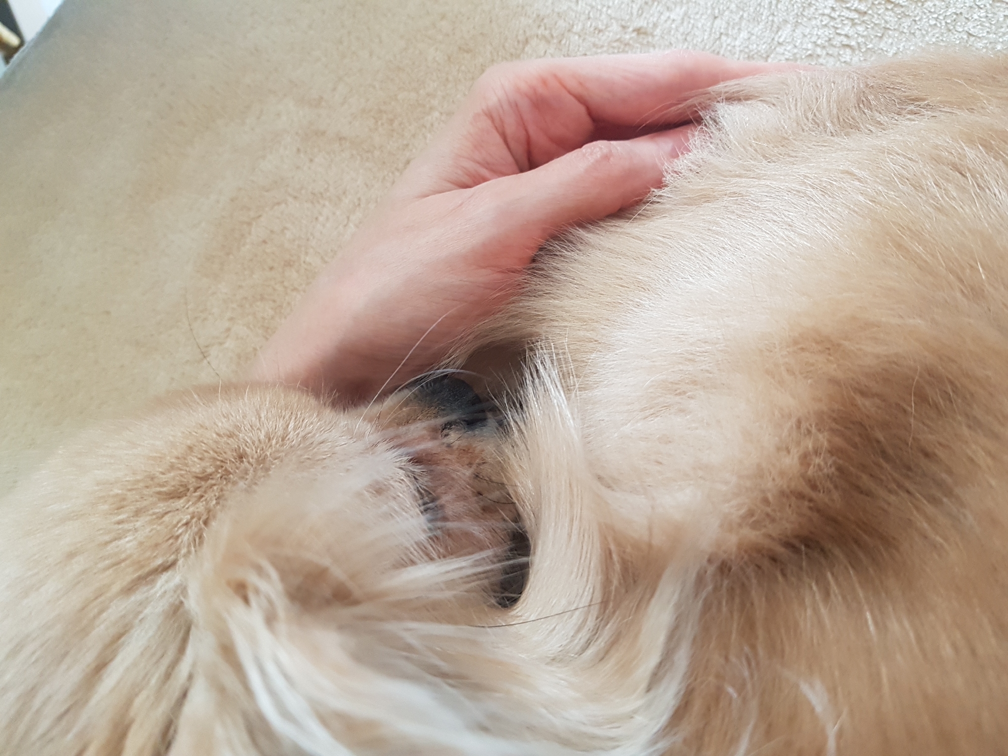 The image shows a close-up of a person's hand resting on the head of a light-colored, possibly golden retriever, dog. The dog's face is partially visible, including its eye and muzzle, surrounded by fur. The background is a neutral, textured surface. There is no indication of the city of Saint Petersburg, Russia in the image.