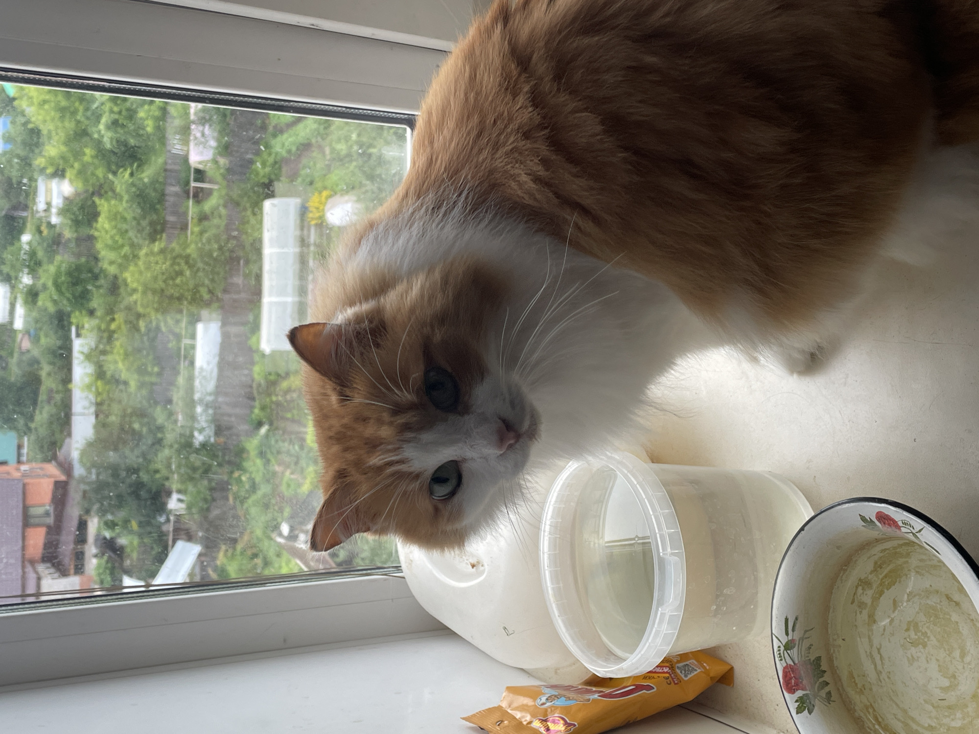 An orange and white cat with green eyes is perched on a windowsill, looking down at the viewer. The cat is the primary subject. To its right are several objects: a clear plastic container with a white lid, an empty metal bowl with a floral pattern, and a yellow packet of something that appears to be food.
The setting is a windowsill with a view of an outdoor scene through the window. The outdoor scene shows greenery, trees, and some buildings, suggesting a residential area. The weather appears to be overcast or perhaps rainy, as the light is diffused and the foliage looks wet. The cat's posture and gaze suggest curiosity or perhaps a request for attention or food.
There is some visible text on the yellow packet. Part of it says "сборн...", which could be a partial word in Russian, and there is a QR code. The bowl has a decorative pattern with red flowers and green leaves. The plastic container appears to be empty or to contain a light-colored substance.
The image is taken from a slightly high angle, looking down at the cat and the objects on the windowsill. The overall impression is a domestic scene, possibly capturing a moment of the cat's daily life.