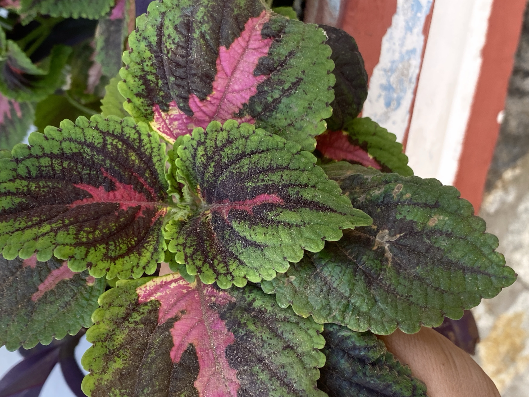 A close-up shot showcases a Coleus plant with vibrant green and pink foliage. The leaves feature scalloped edges and a speckled pattern of darker green or brown. The plant appears healthy and well-maintained. The background is blurred, but fragments of a wall painted with red and white stripes are visible. Based on the prompt and contextual information, the image was likely taken in Juan Griego, Venezuela.
