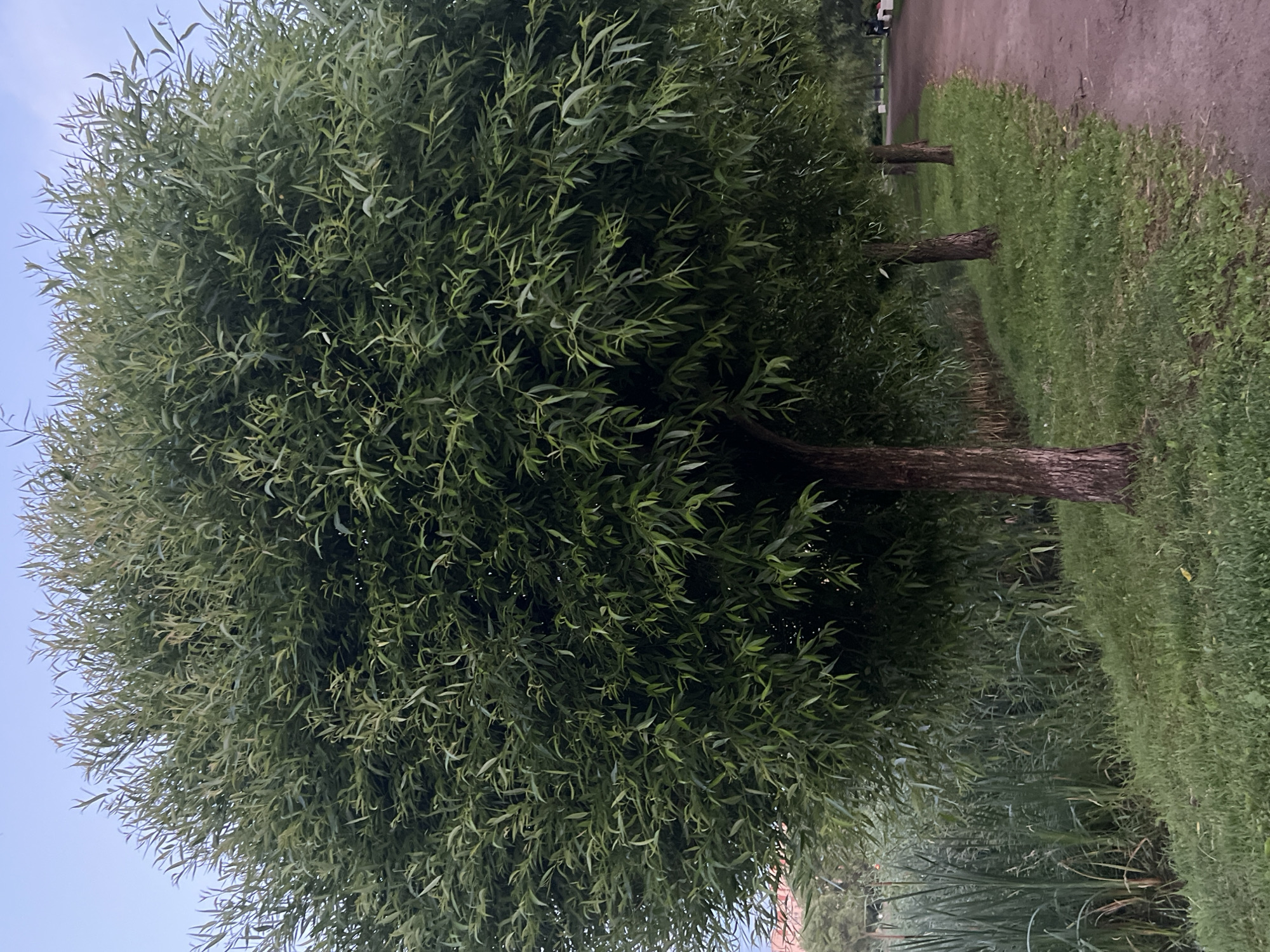 The image shows a close-up of the lush green foliage of a large tree, likely a weeping willow, with its characteristic long, slender leaves. The leaves are densely packed, creating a soft, cascading effect. In the background, several tree trunks are visible, some with rough, textured bark. The scene appears to be outdoors, possibly a park or a garden, with a path or walkway to the right, bordered by a strip of green grass. The lighting suggests it might be late afternoon or early evening, with a soft, diffused light. The overall impression is one of natural tranquility. There is no visible text in the image, nor are there any people or specific objects to identify beyond the trees and the natural environment. The location context is Irinovka, Russia.