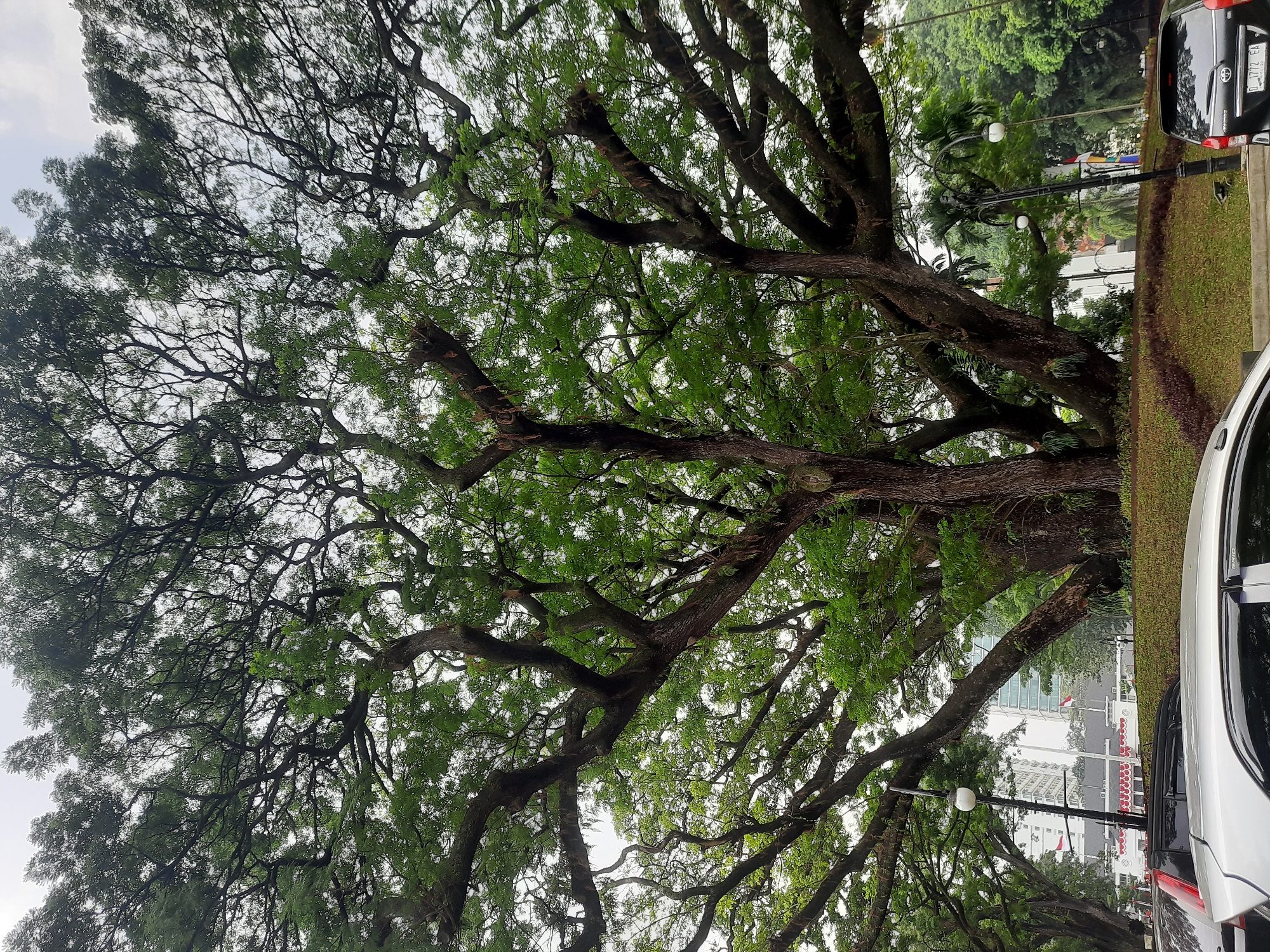The image shows a large, mature tree with a sprawling canopy of green leaves and dark branches. The tree's trunk is thick and textured. In the background, there are buildings, including what appears to be a government building with red and white flags, and other modern structures. There are streetlights visible, and parked cars in the foreground. The scene is likely a public space within Bandung City, Indonesia, given the presence of the flags and architecture. The overall atmosphere is overcast or hazy, suggesting it might be a cloudy day.
