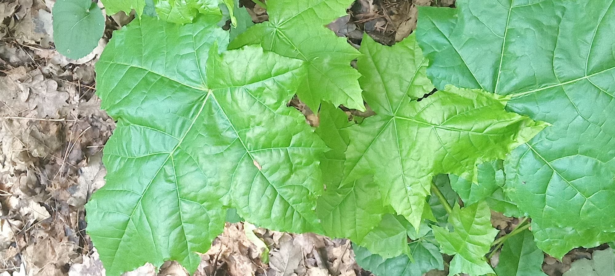 The image displays a close-up view of several large, vibrant green leaves with palmate lobes and serrated edges, characteristic of a plant found in a natural environment. The leaves are partially overlapping and show distinct venation patterns. In the background, a layer of dry, brown fallen leaves and twigs is visible, suggesting the image was taken on the forest floor. The environment appears to be outdoors, likely in a wooded area. There are no people or animals depicted in the image, and no specific man-made structures or objects are identifiable. The overall impression is one of natural foliage in a forest setting. The location provided, Koviahy, Ukraine, indicates a specific geographical context for this natural scene.