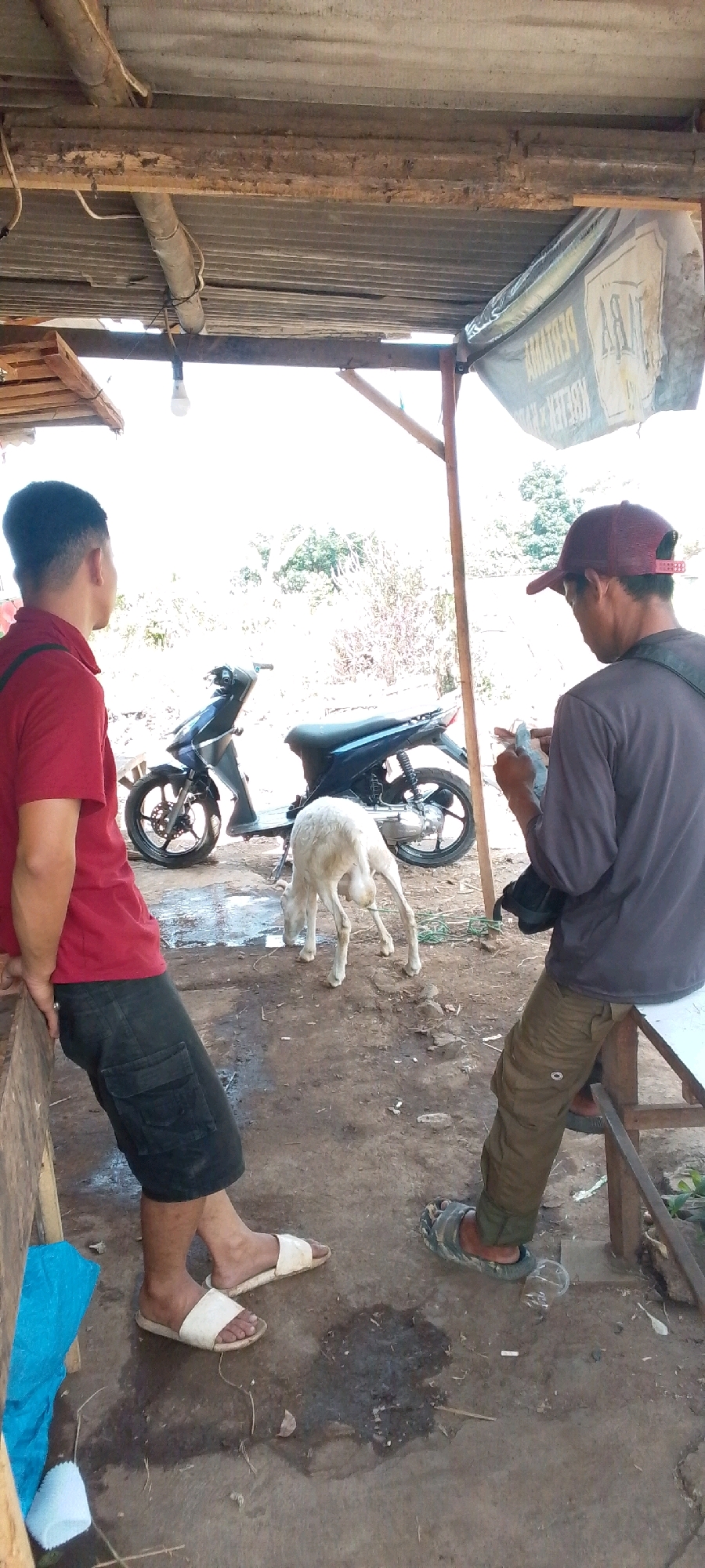 The image depicts an outdoor scene at what appears to be a rural or semi-rural location in Cilaku, Indonesia. In the foreground, two men are present. The man on the left, wearing a red polo shirt and black cargo shorts, is standing next to a wooden structure, facing away from the camera and looking towards the right. He is wearing white slip-on sandals. The man on the right, wearing a dark long-sleeved shirt and olive-green cargo pants, is seated on a wooden bench to the right of the frame, facing the left. He is wearing dark and patterned slip-on sandals and is holding what appears to be a mobile phone or small electronic device in his hands.
Between the two men, in the mid-ground, is a young white goat with its head down, possibly drinking or eating from the ground. Behind the goat, two motorcycles are parked side-by-side. The motorcycle on the left is black and blue, while the one on the right is dark blue.
The environment is characterized by a dirt ground, with some patches of wetness. Overhead, a rustic roof structure is visible, made of corrugated metal and supported by wooden beams and poles. A light bulb hangs from one of the beams. A portion of a white and grey banner with text is attached to the right side of the roof structure. The background consists of sparse vegetation and trees, suggesting an outdoor, possibly unpaved area. The lighting indicates it is daytime, with the sky appearing bright and slightly overcast.