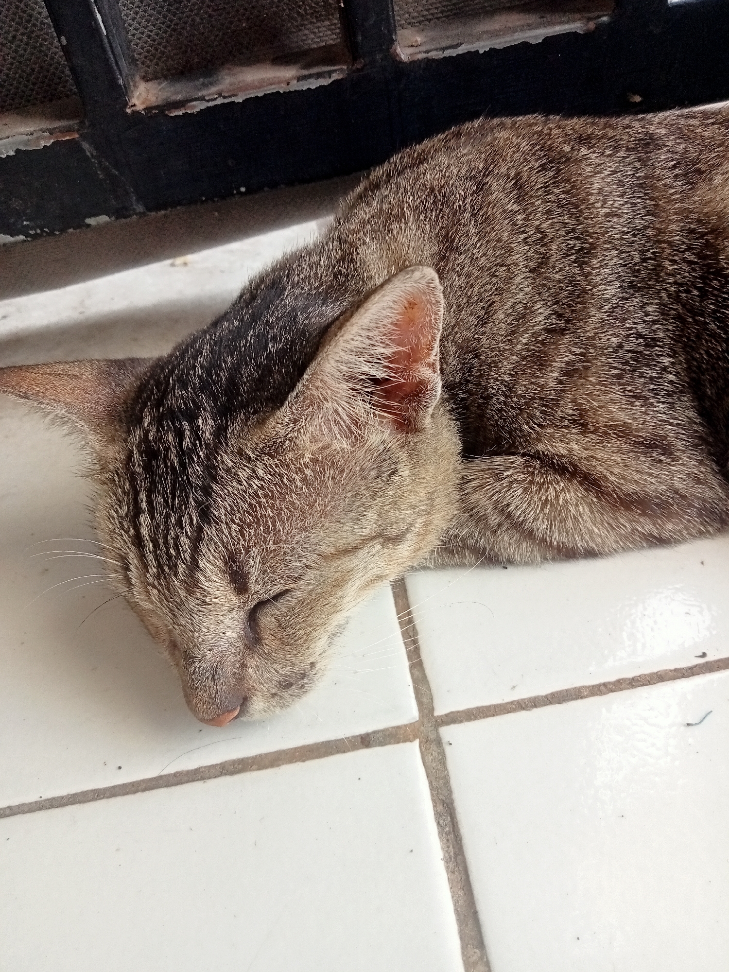 A tabby cat sleeps on a tiled floor, its head resting on its paws. The cat is a mix of brown and black fur with distinct stripes. Its eyes are closed, and its body is relaxed. The tiled floor is white with gray grout lines. In the background, there is a dark metal frame with a mesh covering, possibly part of a door or window. The lighting suggests an outdoor or semi-outdoor environment. The scene is devoid of human presence and any interaction.