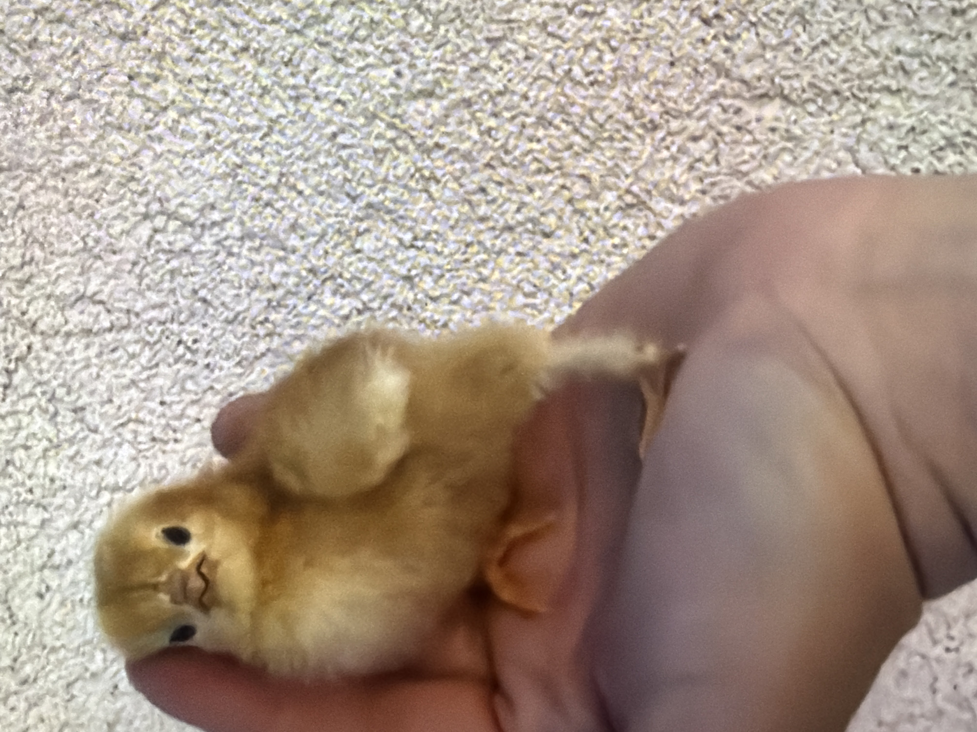 A small, fluffy, yellow chick is being held in an open palm, positioned slightly to the left of the frame. The chick is facing the camera with its head tilted slightly upwards. It has tiny black eyes and a small, beak with a wavy pattern on the upper mandible. Its downy feathers are soft and appear to be a uniform yellow color. The chick's left wing is partially extended, and its tiny feet are visible underneath its body.
The hand holding the chick appears to be part of an adult. The skin is smooth and a light to medium tone. The background consists of a textured surface, resembling a light-colored carpet with a dense, low pile. The lighting is bright, casting soft shadows. The overall impression is one of tenderness and care.
The image is not geographically specific to Bukuru, Nigeria. There are no identifiable landmarks, architectural features, or environmental cues that would indicate this location. The scene is generic and could be anywhere with a similar indoor setting and a textured surface.