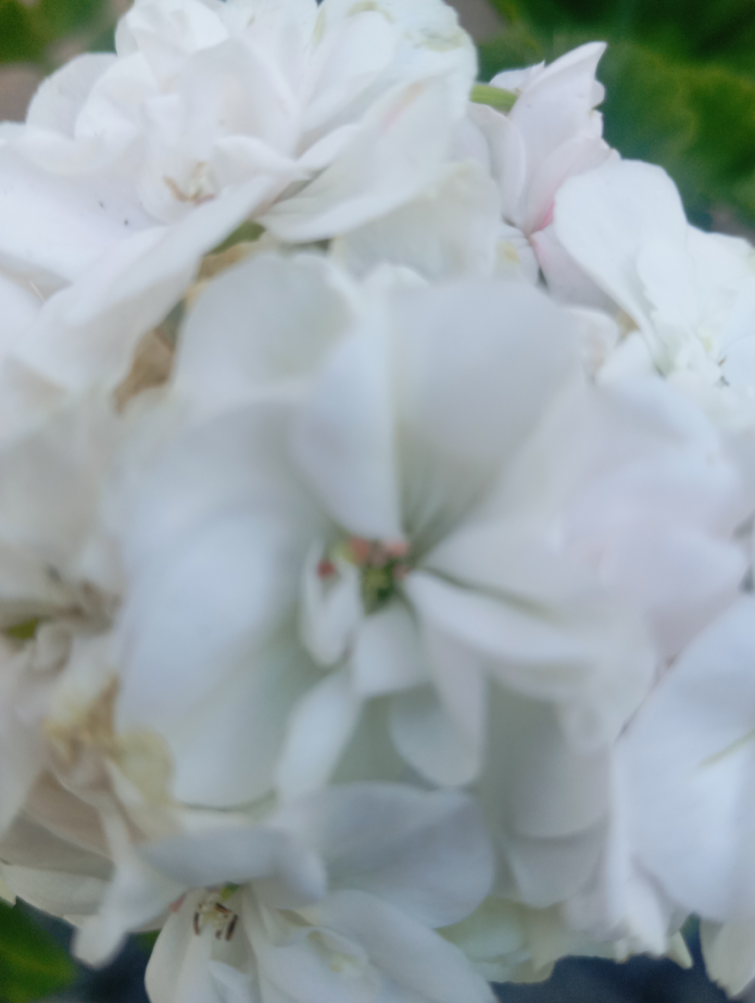 A close-up, slightly out-of-focus image of a cluster of white flowers, likely hydrangeas, is presented. The petals are soft and rounded, with some appearing slightly translucent. The focus is soft, creating a dreamlike quality. In the background, a hint of green foliage is visible, suggesting an outdoor setting. The image does not depict any people, actions, interactions, or specific objects that would indicate a location within Sofiivska Borshchahivka, Ukraine. The scene is purely botanical.
