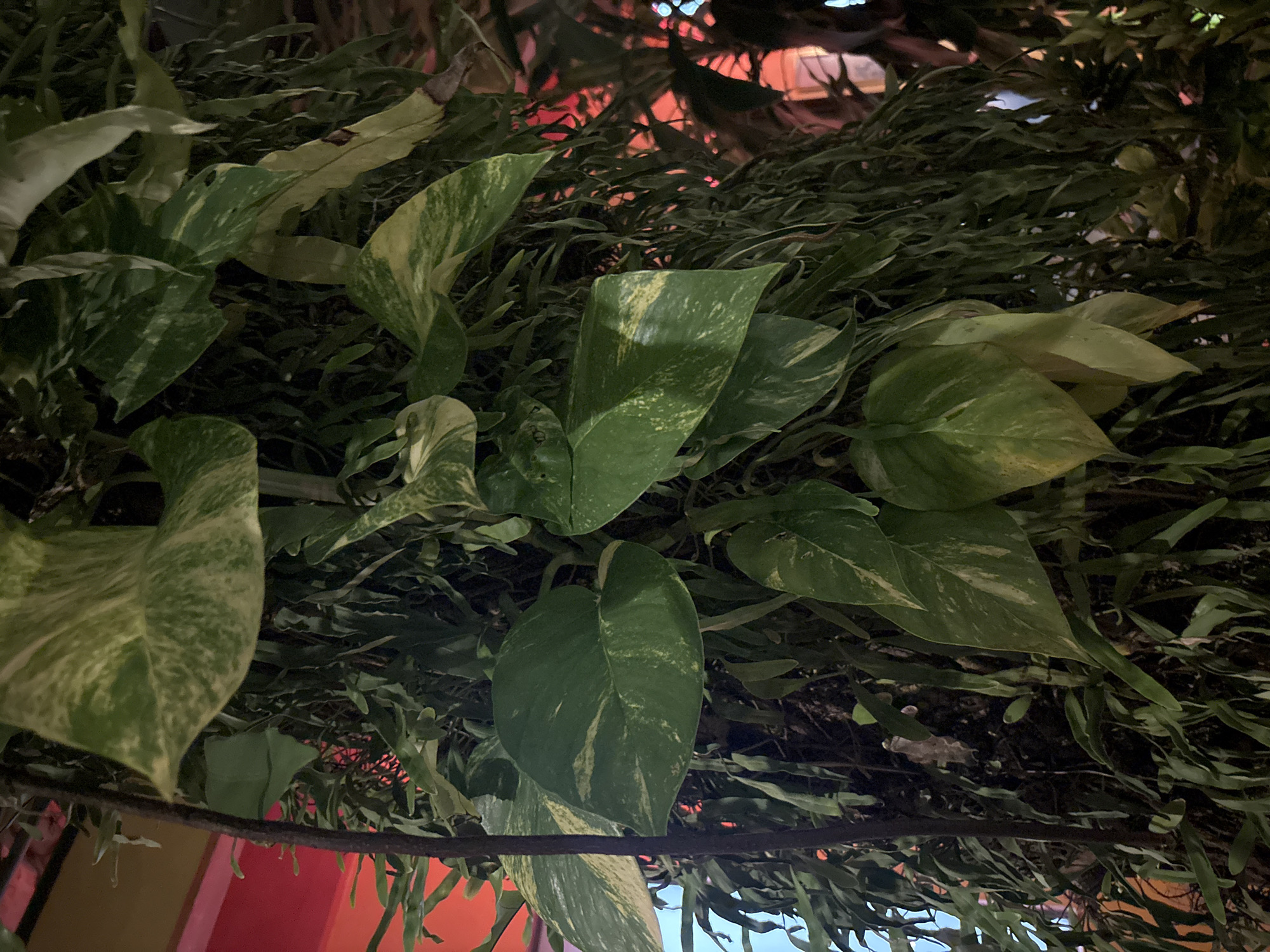 The image shows a close-up of a dense arrangement of tropical plants, predominantly Epipremnum aureum (Golden Pothos) with its characteristic variegated leaves. The leaves are a mix of deep green and creamy yellow, with some showing signs of natural aging, such as browning edges. Interspersed among the pothos are finer, feathery green leaves, likely from another plant species, creating a layered texture. The plants are growing vertically, appearing to be trained or climbing on a textured surface, possibly a tree trunk or a specially designed structure. In the background, blurred red and orange lights suggest an indoor or covered outdoor setting with artificial illumination, hinting at a restaurant, bar, or entertainment venue. The overall impression is one of lush, verdant foliage. The location is identified as Chalong, Thailand.