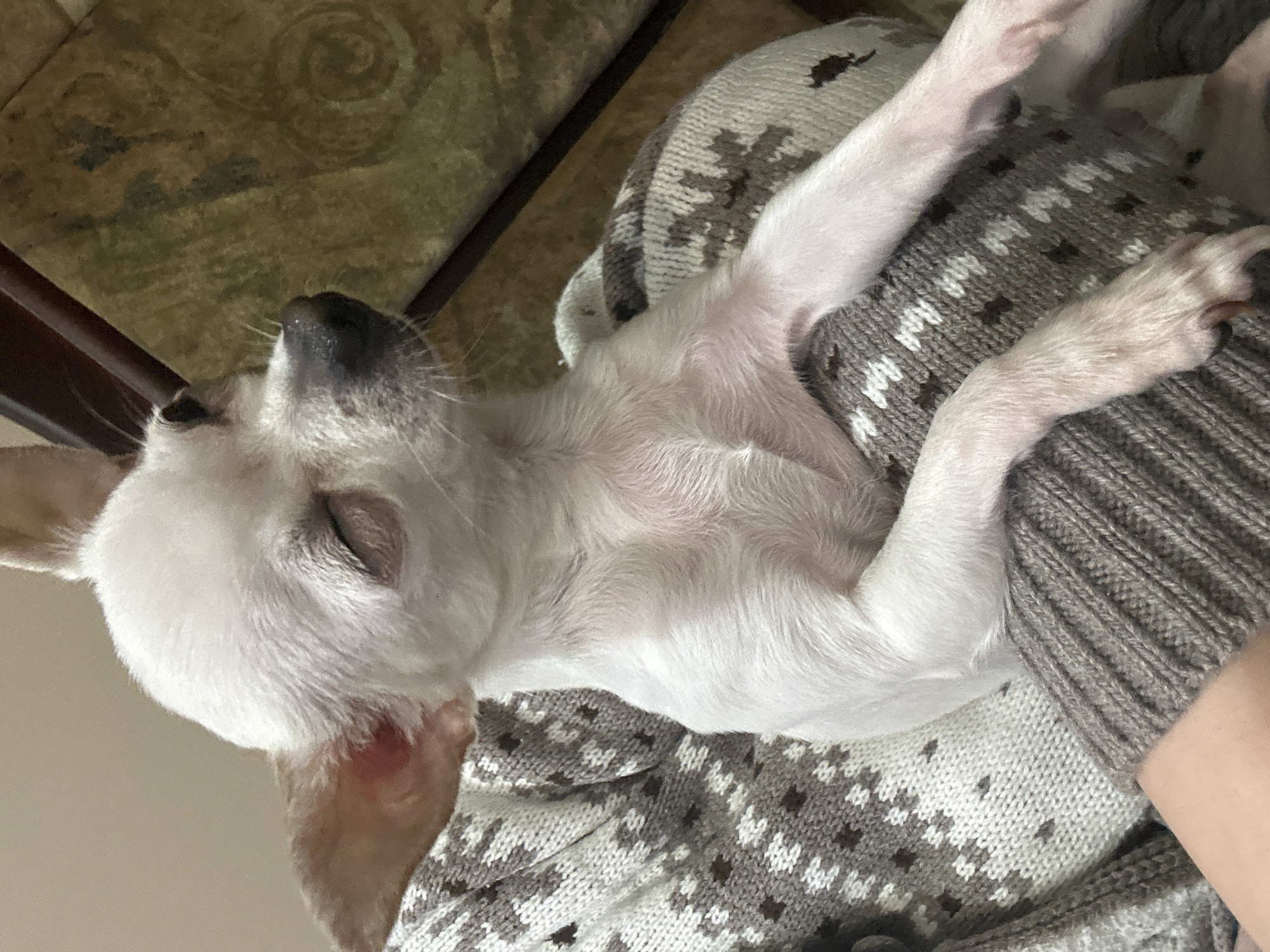 A small, light-colored chihuahua lies asleep on a gray and white patterned knit garment. The dog's head is tilted back, eyes closed, and paws extended. The background includes a glimpse of a tiled floor and part of a wooden chair. There is no discernible information to determine the specific location of this image in the city of Sliven, Bulgaria.