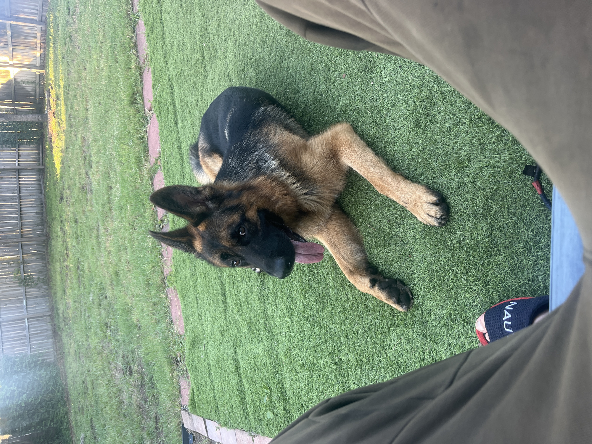 A German Shepherd dog lies on artificial turf in a backyard, panting with its tongue out. The dog is primarily black and tan. The backyard has a wooden fence in the background and a patch of real grass with some dirt. A person's legs and feet are visible in the foreground, one foot wearing a black sandal with "NAU" written on it. The scene appears to be in a residential area.