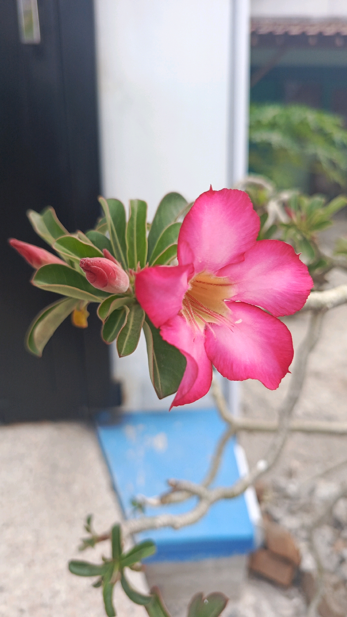A vibrant pink Adenium flower, also known as Desert Rose, is the focal point of this close-up shot. The flower, with its five ruffled petals, is positioned in the center of the frame and exhibits a gradient of color, starting with a deep fuchsia at the edges and fading to a lighter pink and yellow towards the center. Several buds, also a deep pink, are visible to the left of the open flower, clustered with lush green leaves. The plant's thick, gnarled stem is visible, suggesting a mature specimen.
The background is softly blurred, indicating a shallow depth of field. To the left, a dark vertical surface, possibly a door or wall, creates a stark contrast with the bright flower. To the right, a white vertical surface is visible, and beyond that, hints of greenery and a textured roofline suggest an outdoor setting. In the mid-ground, a bright blue object, potentially a box or container, rests on a textured surface that appears to be a concrete or stone patio. Scattered on the ground are a few reddish-brown bricks.
The overall impression is one of natural beauty set against a common urban or suburban backdrop. The lighting is soft, highlighting the delicate details of the flower. The scene is devoid of any human presence or activity, focusing solely on the plant and its immediate surroundings. Given the context provided about Ronowijayan, Indonesia, this scene likely captures a flowering plant in a garden, yard, or public space within the city.