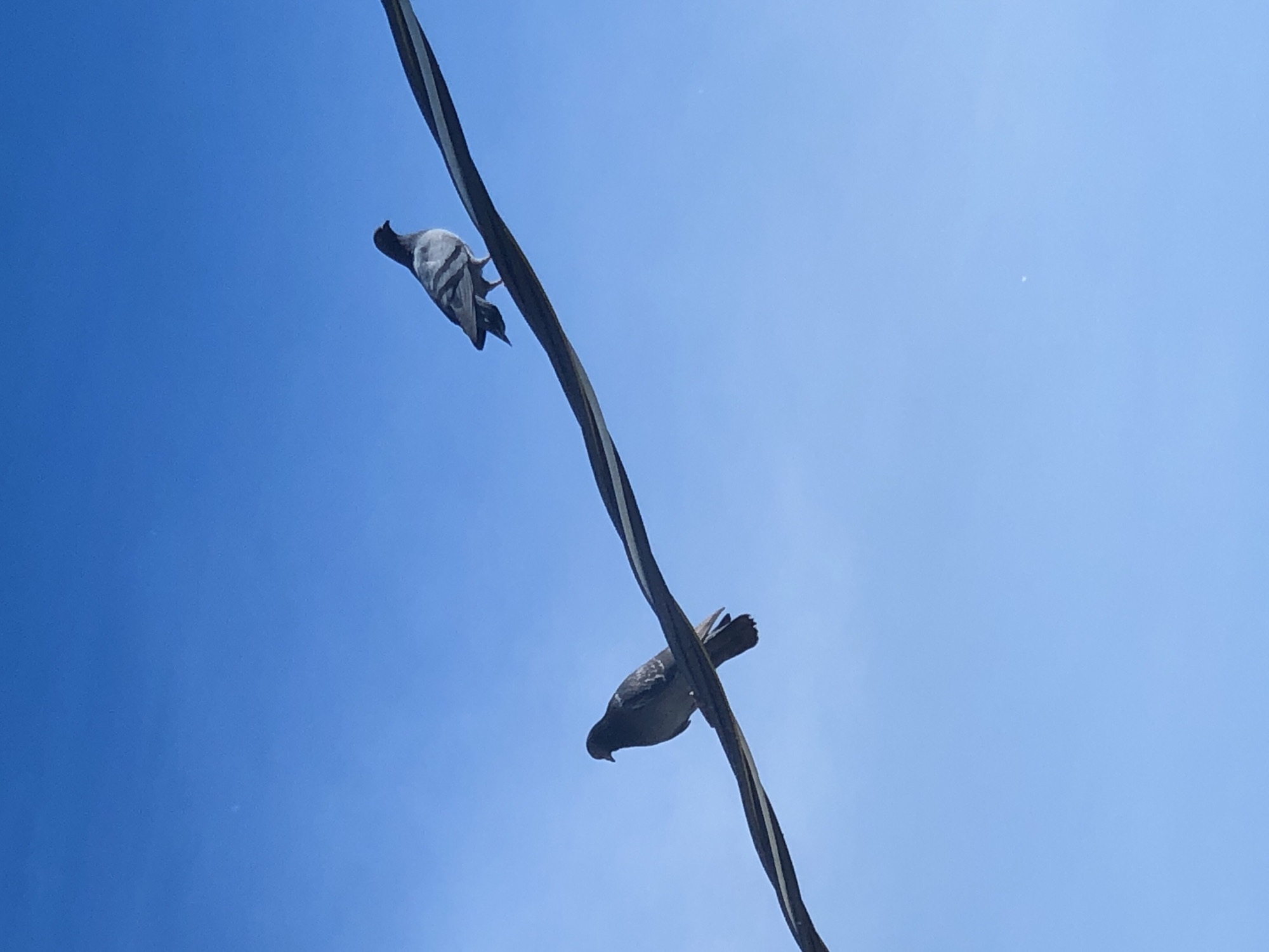 Two pigeons are perched on a thick, dark cable against a clear blue sky. The pigeon on the left is facing left, with its body angled slightly forward. The pigeon on the right is facing right, with its body also angled slightly forward. The cable stretches diagonally across the frame from the bottom left to the upper right. The sky is a uniform, bright blue, with no clouds visible. The image appears to be taken from a low angle, looking up at the pigeons and the cable. There is no information about the specific location in Petropavlovsk-Kamchatsky, Russia, within the image itself.