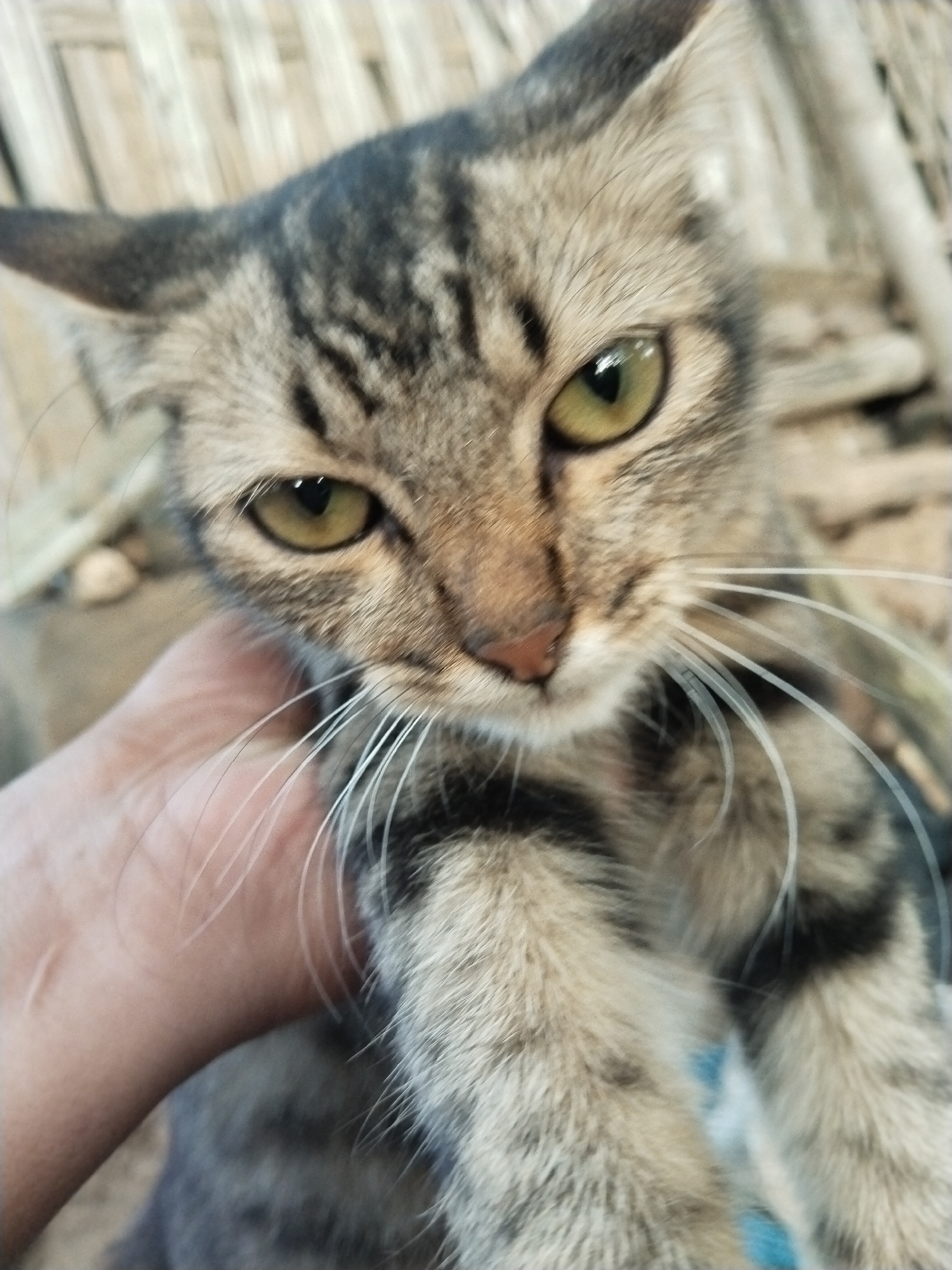 A tabby cat is shown in a close-up shot, partially held by a human hand. The cat has distinct dark stripes on its head and body, contrasting with its lighter fur. The cat’s eyes are a yellowish-green color. Its whiskers are white and prominent. The background shows a blurred, indistinct texture, suggesting possibly woven material or natural elements. The location is Unknown, Unknown.