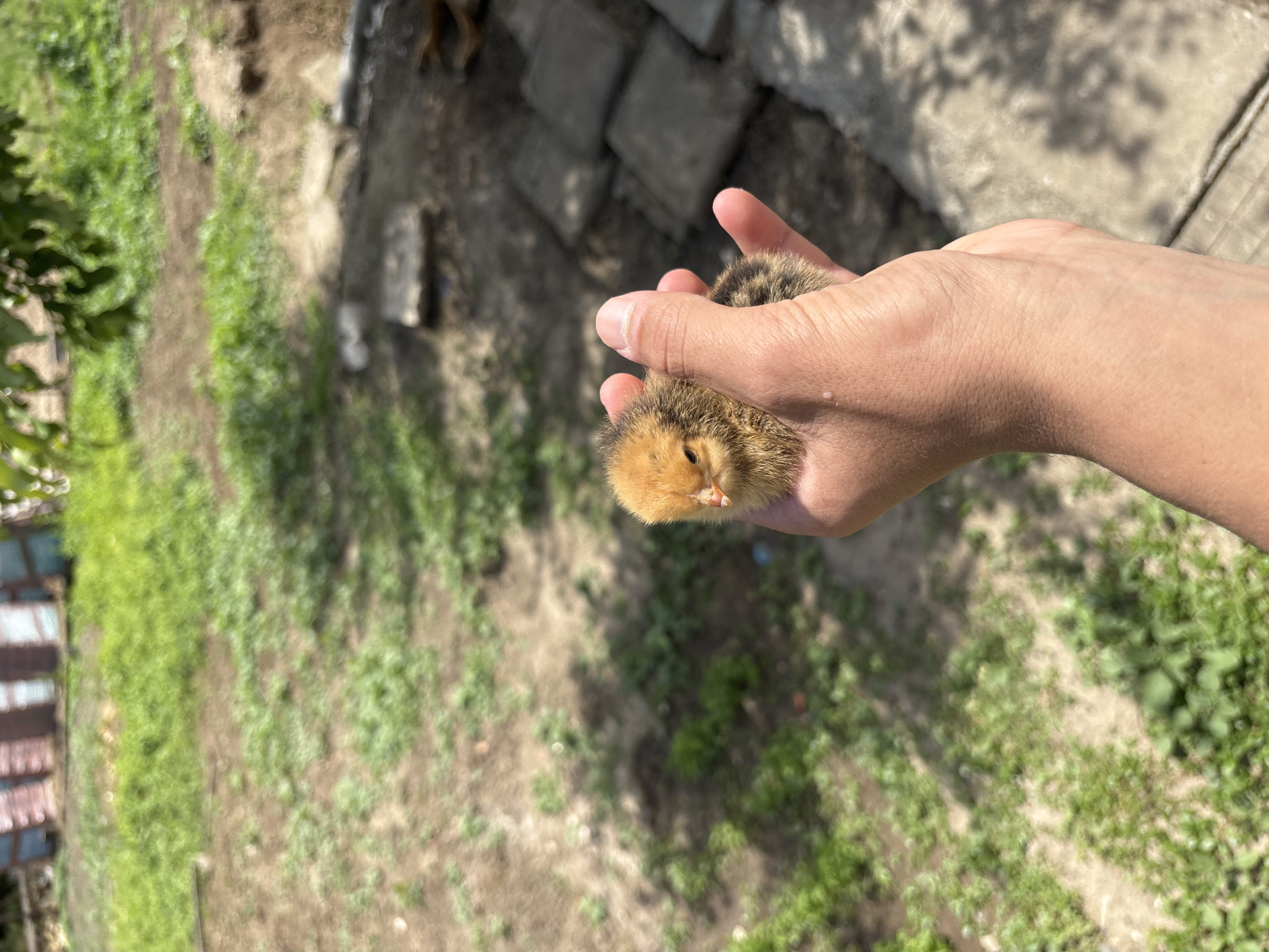 A person's right hand holds a small chick. The chick is yellow and brown. The background consists of a grassy area, a brick path, and what appears to be a building with a corrugated metal roof. The location is Mihailovo, Bulgaria.