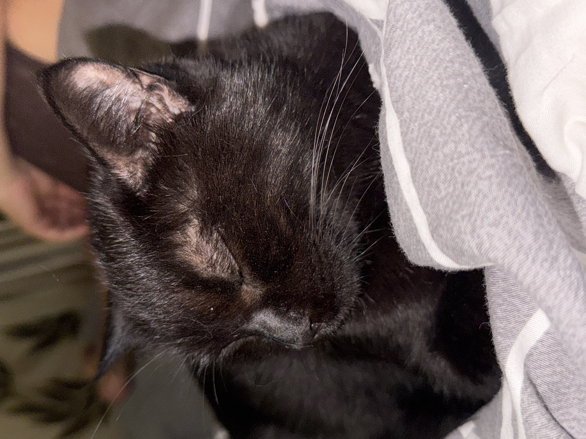 A black cat is sleeping on a bed with striped bedding. The cat is curled up and its eyes are closed. The bedding is gray and white and appears to be made of a soft material. The background is dark and out of focus, but it appears to be a room in a home. The image was taken at a close-up angle, so the cat's face and fur are clearly visible. There is no indication of the location in Bishkek City, Kyrgyzstan.