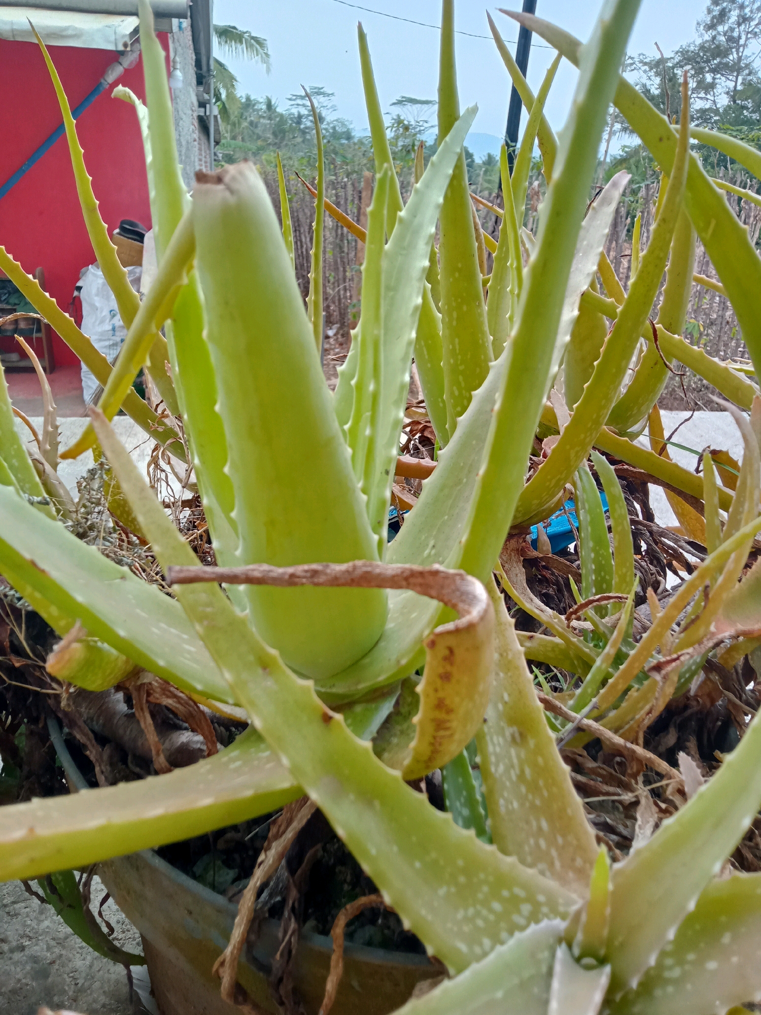 A close-up, low-angle shot captures a cluster of aloe vera plants in a planter. The plants are vibrant green, with spiky leaves. The background is blurred, but hints at a residential setting with a red wall, a white structure with blue accents, and vegetation. The overall impression is one of an outdoor, possibly residential, environment in Gumiwang, Indonesia.