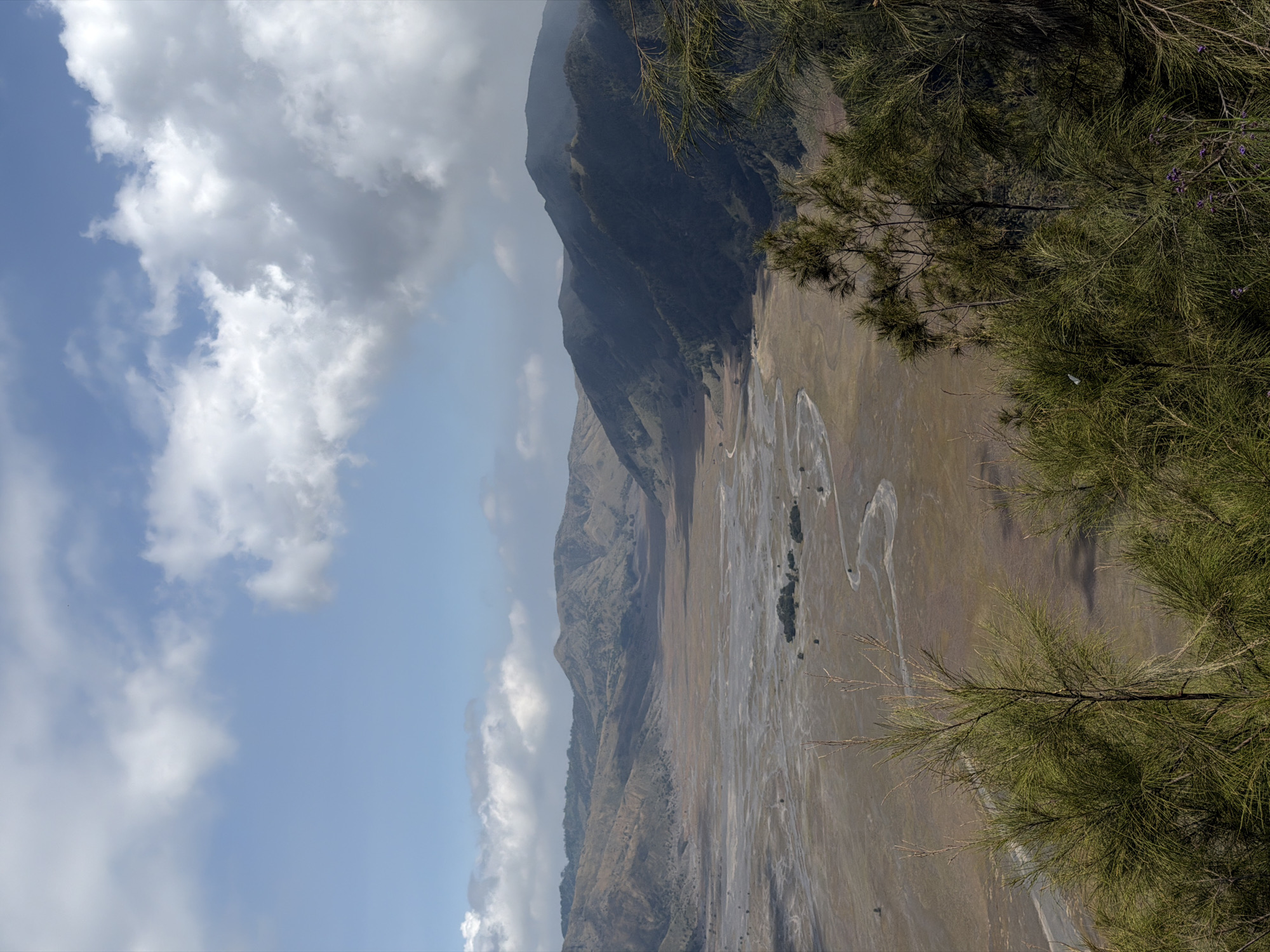 The image depicts a panoramic view of a vast, barren landscape, characteristic of the Sea of Sand in Cemorolawang, Indonesia. The foreground is dominated by lush, green foliage, likely from pine or cypress trees, which partially obscures the view of the valley beyond. The valley floor is a wide, flat expanse of dry, sandy earth with a winding, shallow riverbed snaking through it, suggesting a seasonal water source. In the mid-ground, low-lying scrub and scattered trees are visible, sparsely dotting the arid terrain. The background is defined by a series of imposing, eroded mountains that rise in layers, their slopes covered in dry vegetation and cast in shadow. The sky above is a clear blue, punctuated by dramatic, white cumulus clouds that cast shadows on the distant mountains. The lighting suggests it is daytime, possibly late morning or early afternoon, with the sun casting sharp shadows. There are no people or animals visible in the scene.