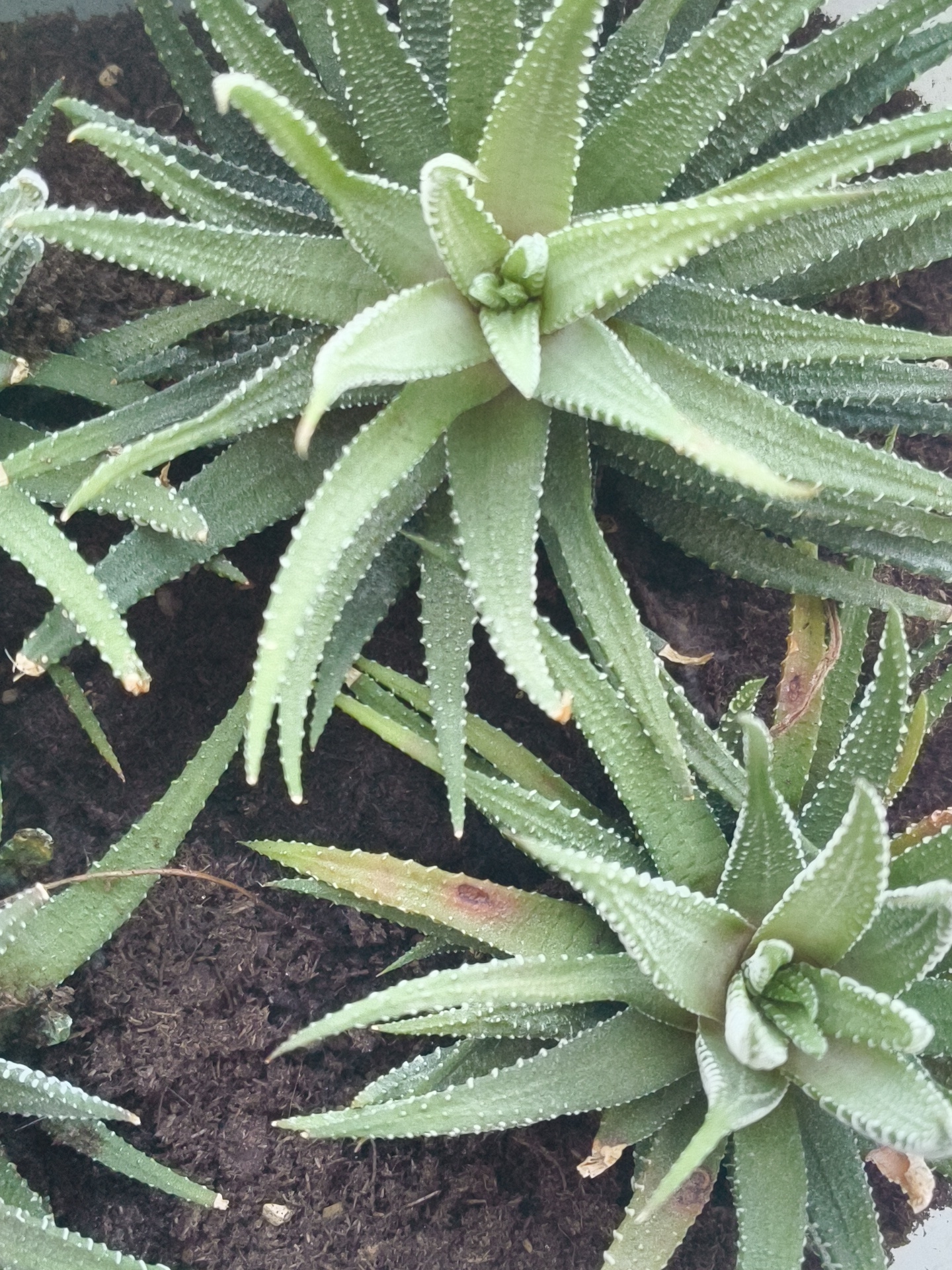 This is a close-up, overhead shot of several succulents planted in dark soil. The plants are green with pointed, fleshy leaves that have white, spiky edges. Some leaves have browning spots. The soil is a rich, dark brown, with some visible texture. The overall impression is one of healthy, well-maintained plants in a garden or planter setting. There is no information available about the location in Siversky, Russia.