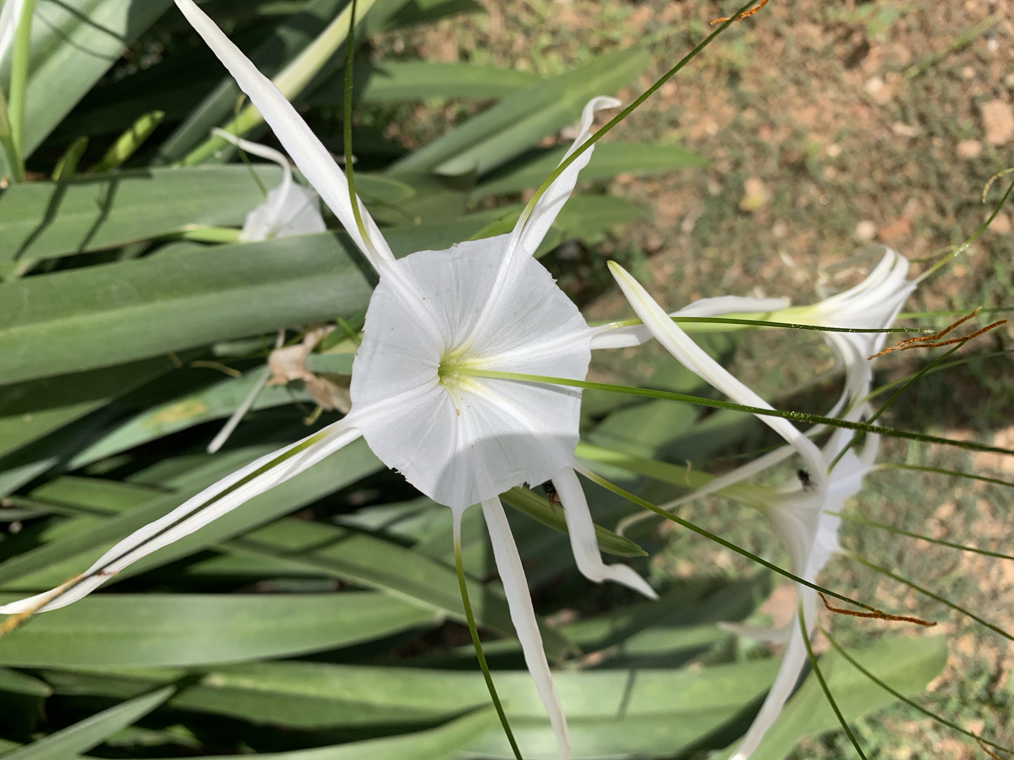 The image shows a close-up view of several white spider lilies (Hymenocallis) in bloom. The flowers feature a central, circular corona with long, narrow, white petals radiating outwards. Green foliage surrounds the flowers. The background is a mix of brown and green, possibly indicating soil and vegetation. The location is presumed to be Rafin Par, Nigeria.