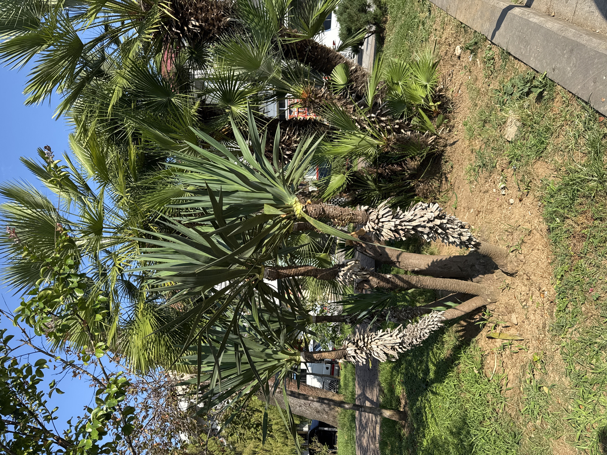 In Batumi, Georgia, a cluster of palm trees and a yucca plant stand on a patch of dry soil with scattered green grass and a concrete curb. The palm trees exhibit rough, fibrous trunks with dried leaves clustered at their bases, while their fronds fan out against a clear blue sky. The yucca plant, positioned in the foreground, has sword-shaped green leaves emerging from its base. In the background, a sidewalk runs alongside the green space, and beyond that, buildings and a street with parked vehicles are visible. The scene is illuminated by direct sunlight, casting shadows on the ground.
