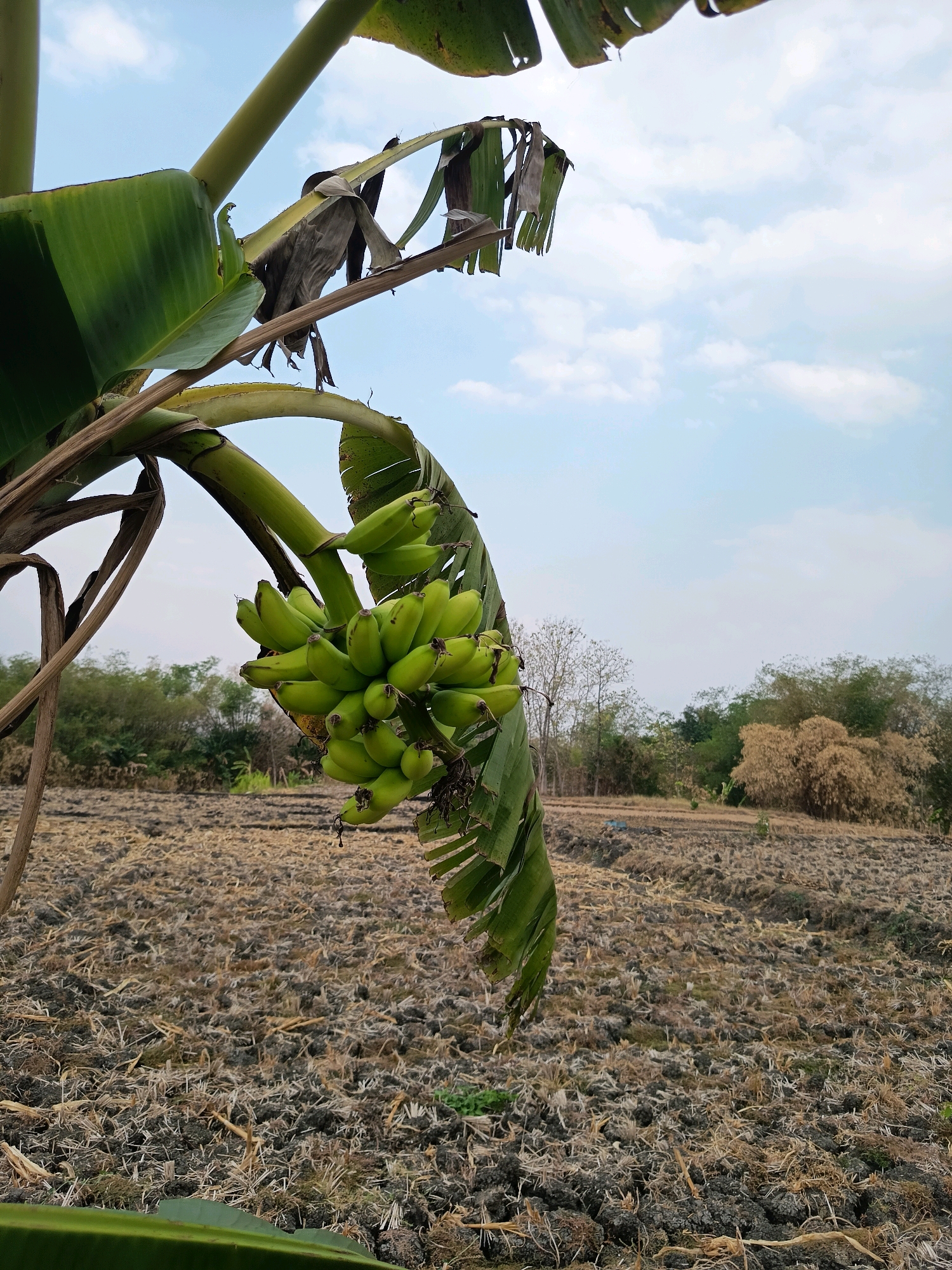 A bunch of green bananas hangs from a banana tree in a field located in Sidorejo, Indonesia. The field appears to have been recently harvested or plowed, with dry plant matter and dark soil visible. In the background, a line of trees separates the field from a bright, partially cloudy sky. The banana tree's large green leaves and dried fronds frame the bunch of bananas.