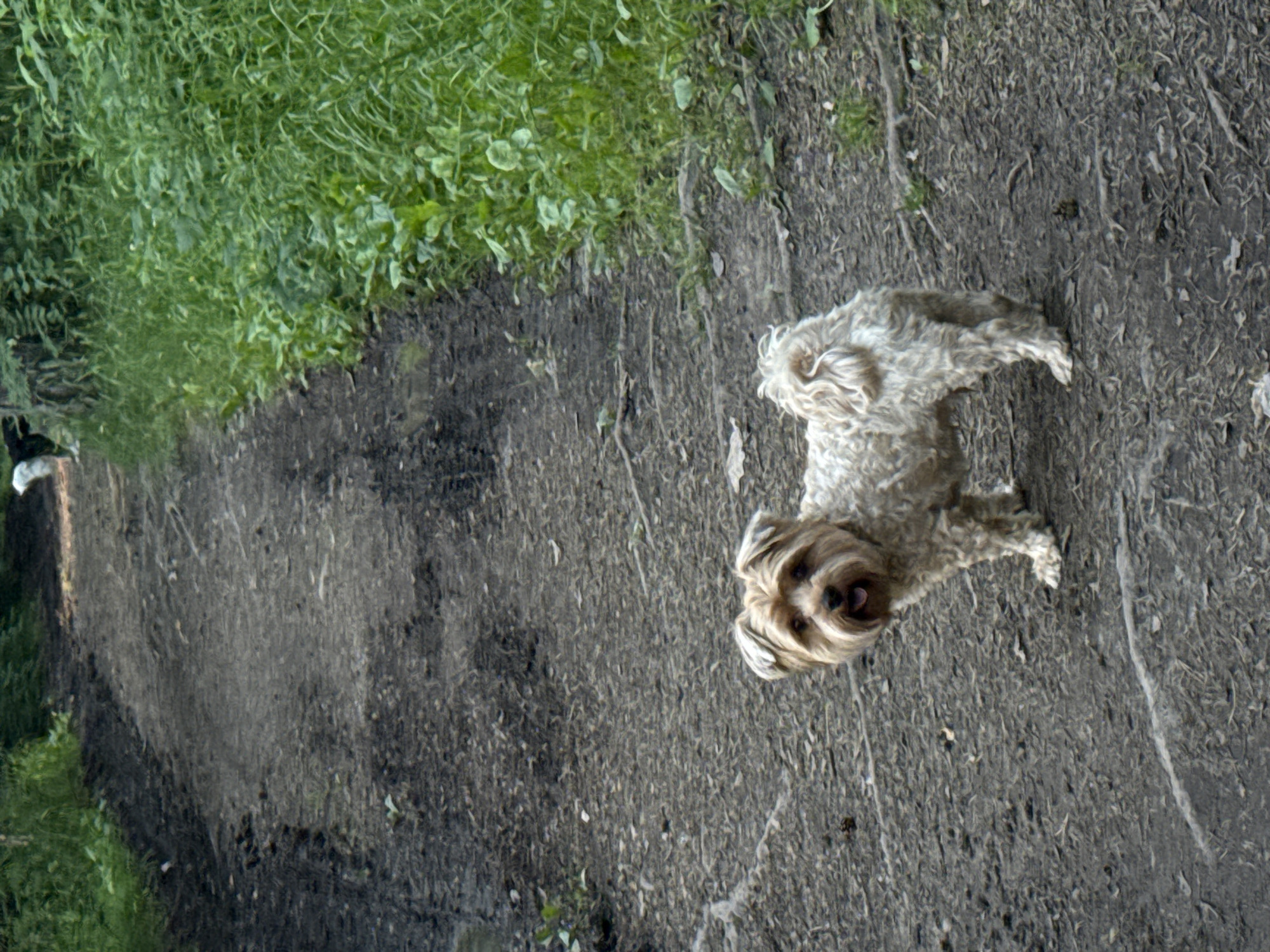 A light brown, shaggy dog with floppy ears stands on a dirt path in a wooded area. The dog is facing the camera with its mouth slightly open and tongue visible. The path is dark and muddy, with some debris scattered on its surface. To the right of the path is lush green foliage. In the background, the path continues into the woods. There is another dog, mostly black and white, in the distance on the path. This scene depicts a typical outdoor recreational area, possibly a park or forest trail, within or near Yekaterinburg, Russia.