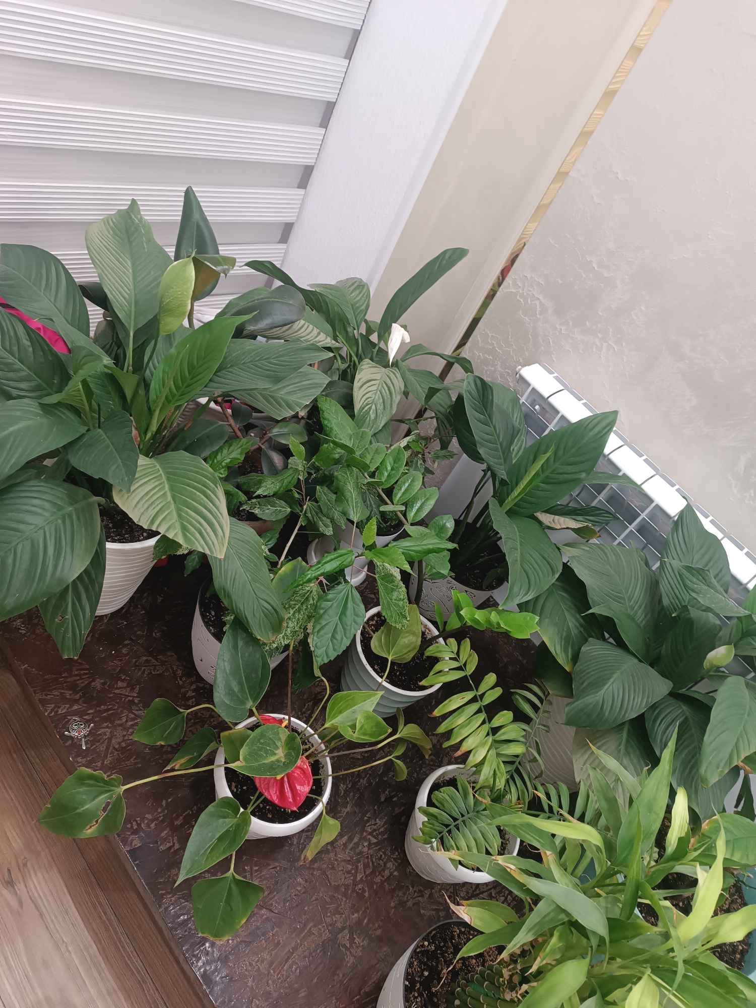 A collection of potted houseplants is arranged on a dark wooden surface in front of a window with white blinds. The plants vary in size and leaf shape, with some featuring large, glossy green leaves and others displaying more delicate foliage. One plant has a bright red flower. The background consists of a white wall and a section of what appears to be a heating radiator. The lighting suggests an indoor environment. The image was taken in the city of Myrza-Ake, Kyrgyzstan.