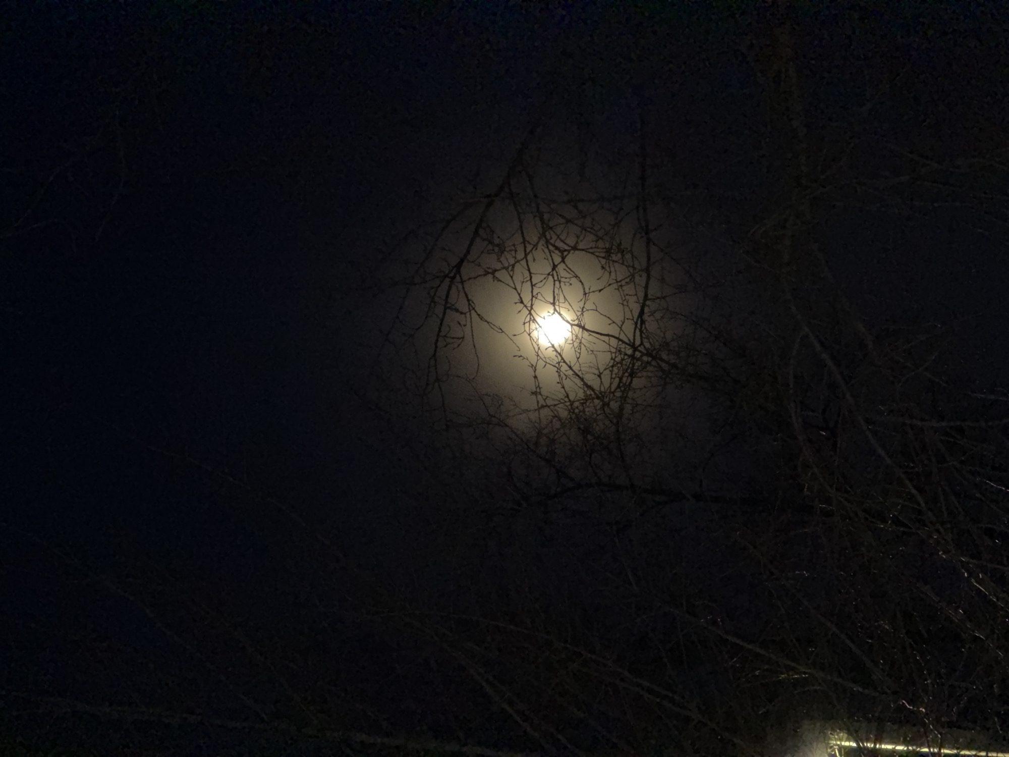 A night view shows a bright moon seen through a tree with bare branches. The location is not evident from the image. The sky is dark, and the contrast between the moon and the surrounding darkness is high. Some light is present lower right, and may be from a street light. No people or other subjects are visible.