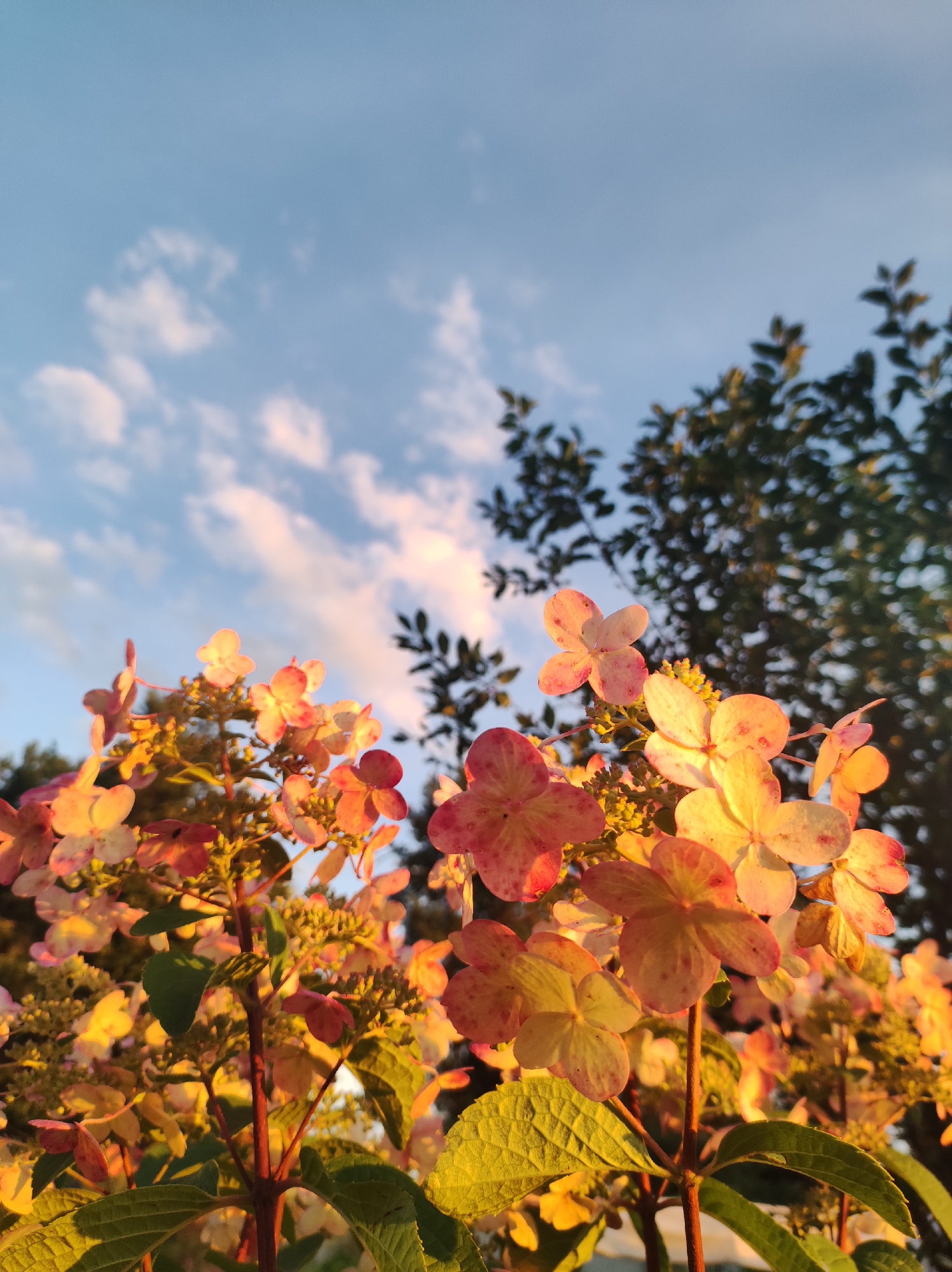 The image depicts a cluster of pale pink and yellow flowers with five petals each, catching the warm glow of the setting sun. The flowers are in the foreground, with some appearing slightly out of focus. Their petals have delicate red speckles. Behind the flowers, dark green foliage is visible, silhouetted against a pale blue sky dotted with wispy white clouds tinged with pink. The overall impression is of a peaceful, natural scene bathed in soft evening light. There are no people or animals present. The location is specified as the city of Fokino, Russia, though the image itself provides no direct clues to confirm this specific location.