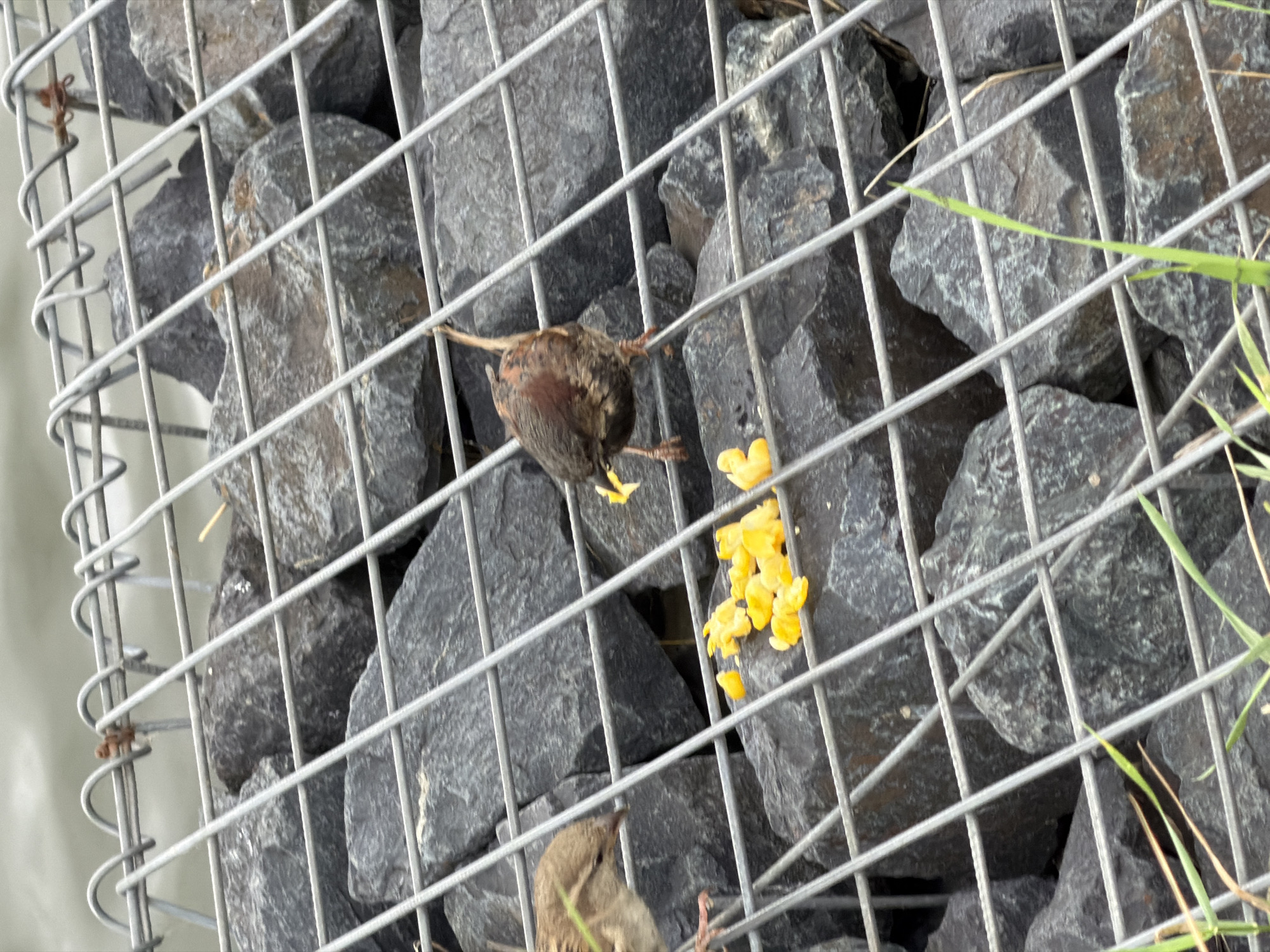 A small bird is perched on a wire mesh in front of a gabion wall filled with large rocks. The bird is brown and has its wings spread slightly as it pecks at a cluster of yellow food items. Another bird, partially visible, is in the lower right corner of the frame, also looking towards the food. The scene appears to be outdoors, possibly in a garden or park, given the presence of grass blades to the right. The lighting suggests it is daytime. The wire mesh creates a grid pattern across the image, overlaying the textured rocks and the birds. The focus is sharp on the birds and the food, with the rocks and background slightly blurred.