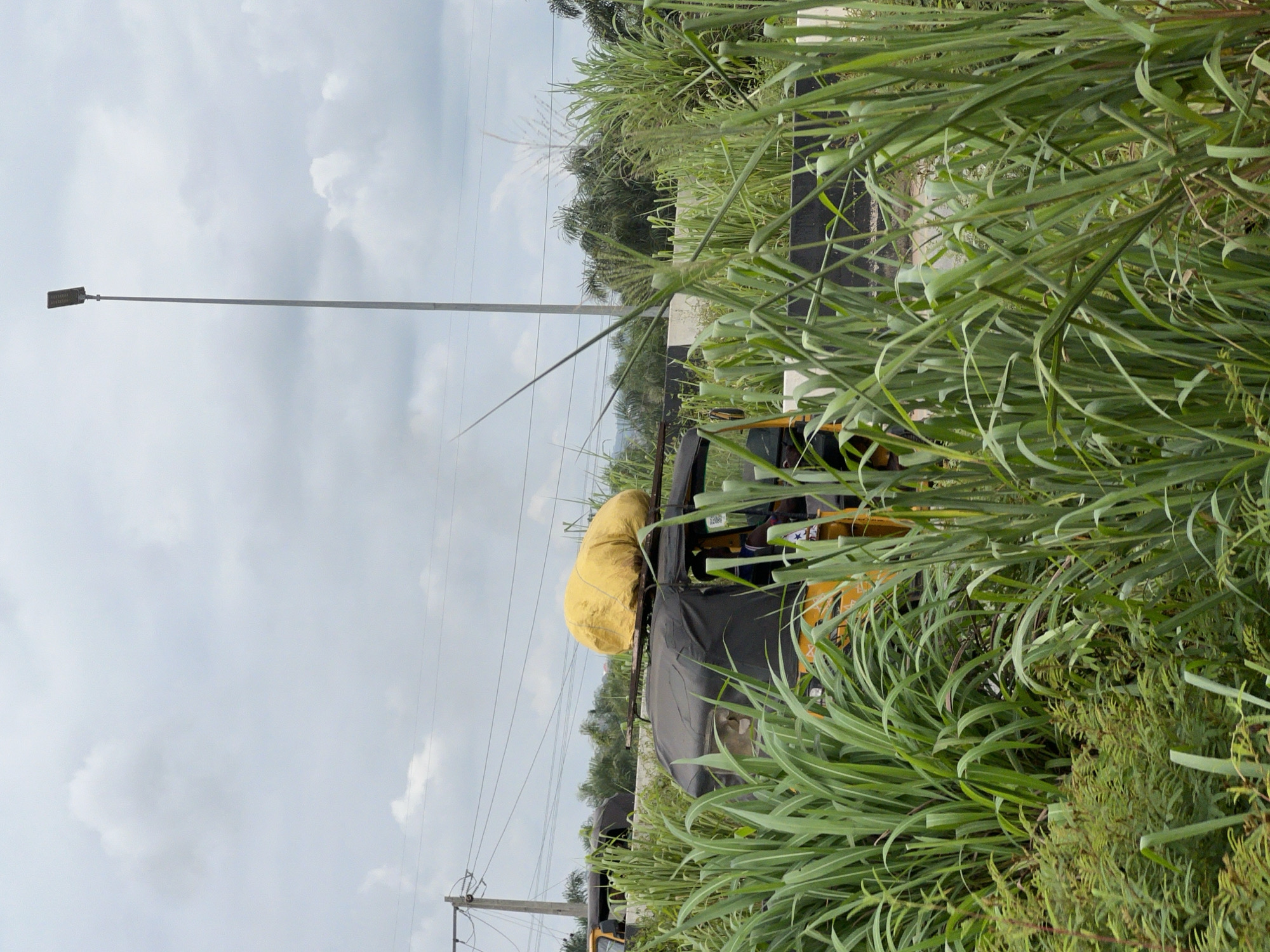 The image shows a street scene in Obosi, Nigeria, characterized by dense vegetation and transportation. In the foreground, tall green grass and other plants obscure much of the scene. Partially visible in the middle ground are two yellow auto-rickshaws, commonly known as "keke napep." One of these auto-rickshaws has a large yellow tarp covering a load on its roof. The auto-rickshaws are parked or traveling along a road that is bordered by a concrete barrier with black and white markings. In the background, utility poles with overhead wires are visible, along with trees and a cloudy sky. A tall, modern street lamp stands prominently in the sky on the right side of the image. The scene appears to be an outdoor, daytime setting in a semi-urban or rural area.