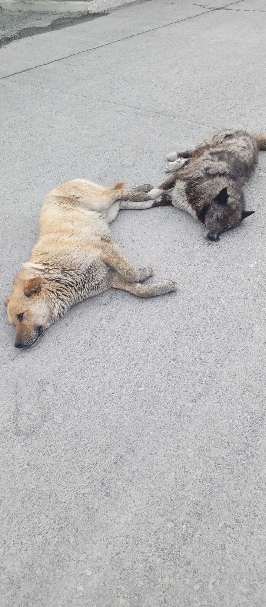 Two dogs are lying on asphalt pavement. One dog, lighter in color, is on the left side of the frame, stretched out on its side with its head resting on the ground. Its paws are extended. The second dog, darker and more heavily furred, is lying to the right of the first dog, facing away from the camera. Its front paws are intertwined with the front paws of the lighter dog. The background appears to be an outdoor, paved area, possibly a street or walkway in Yeruda, Russia, with a curb visible in the upper left corner. The overall scene depicts a moment of rest or shared companionship between the two animals.
