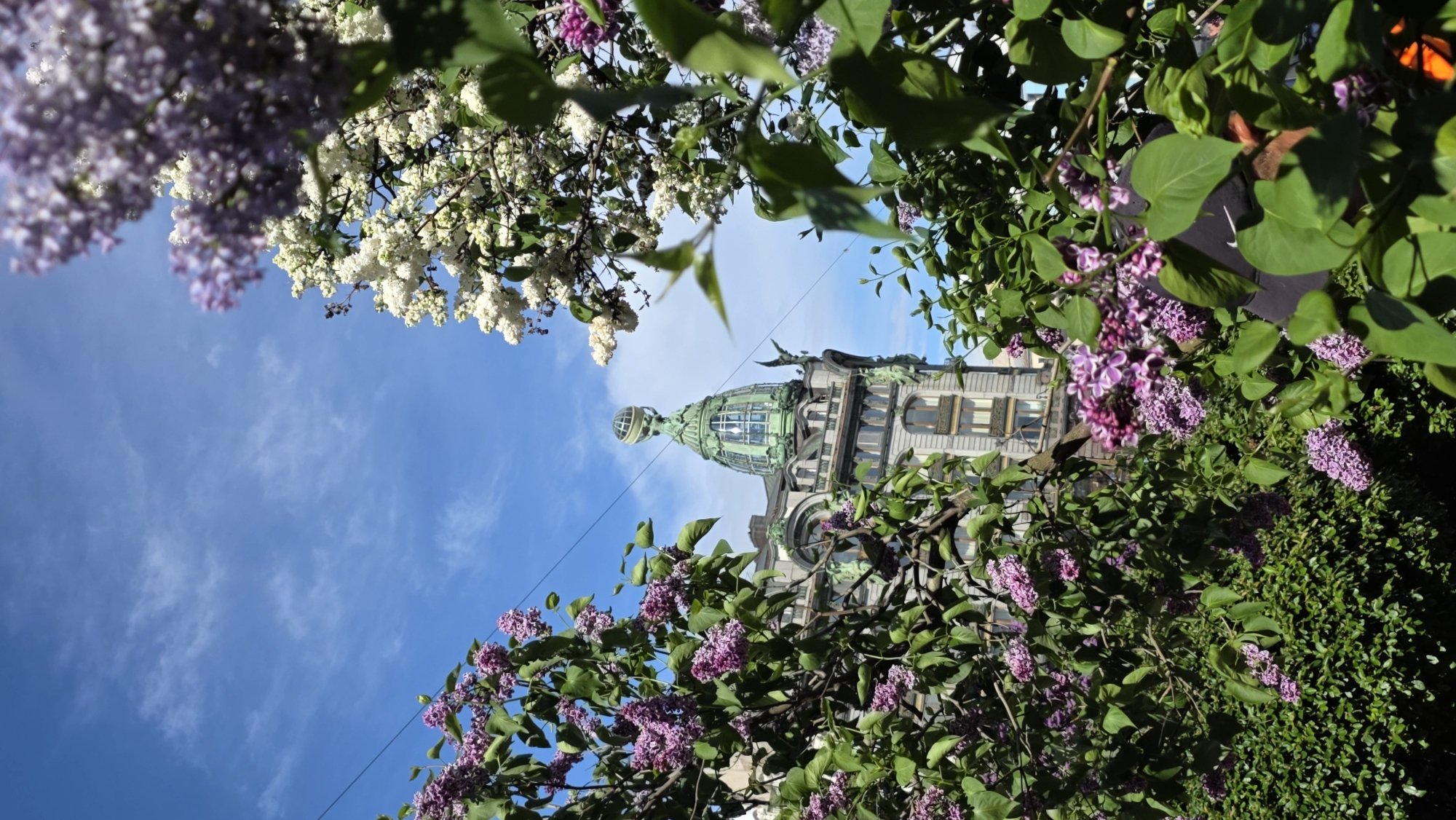 The image shows a view looking upward through flowering branches, with the Singer House (also known as the Dom Knigi, or House of Books) in Saint Petersburg, Russia, visible in the background. The dome of the building is green, and the structure is framed by lilac and white blossoms. The sky is blue with scattered clouds.