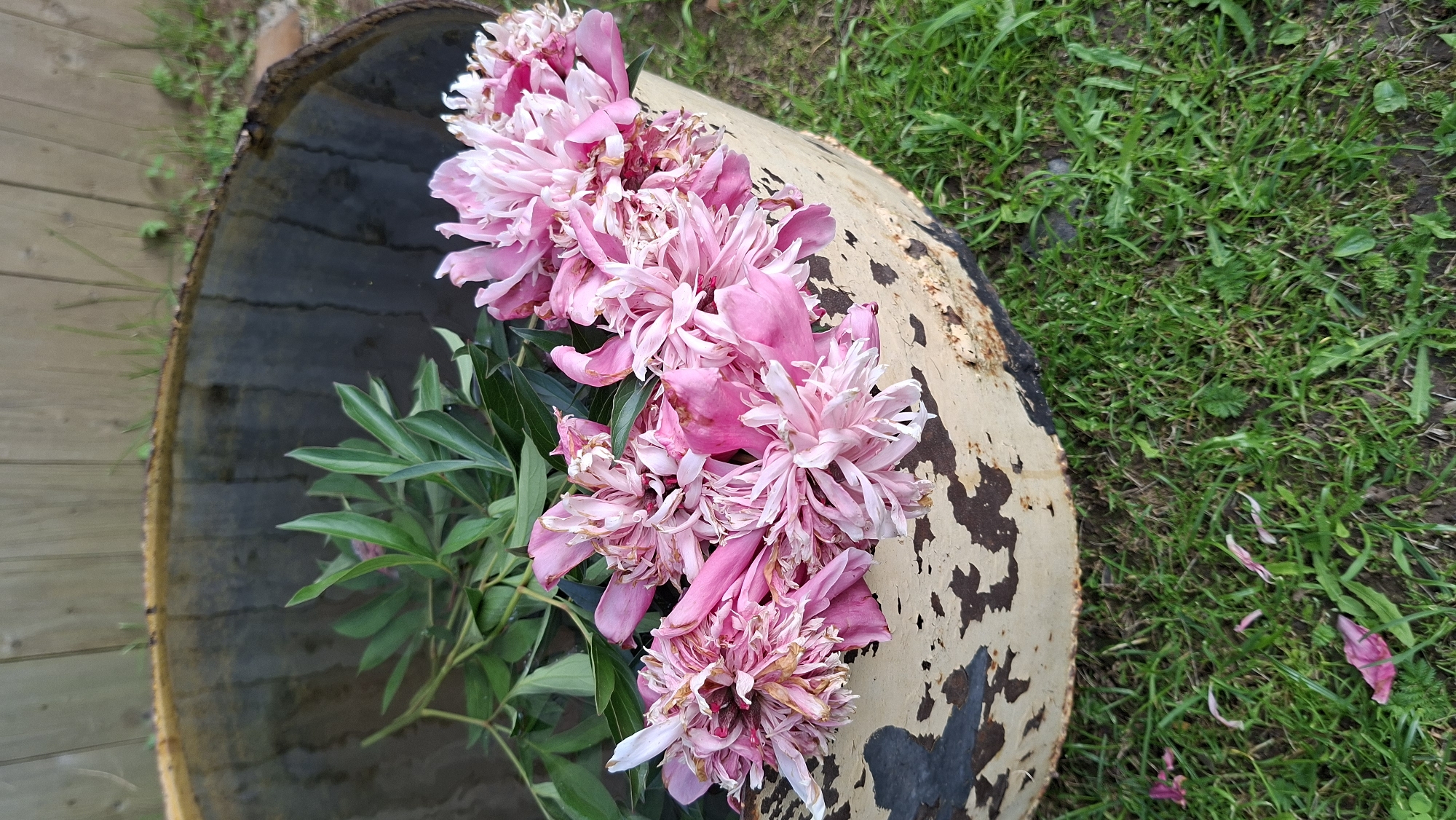 A close-up, eye-level shot shows a bunch of wilted pink peonies resting on the rim of a rustic, weathered metal barrel. The barrel is partially filled with murky water. The peonies are in various stages of decay, with some petals already fallen. Green leaves from the peony stems are submerged in the water. The barrel sits on a patch of green grass, with a wooden fence visible in the background. There are fallen peony petals scattered on the ground around the barrel. The scene is located in Bolshoy Bukor, Russia.