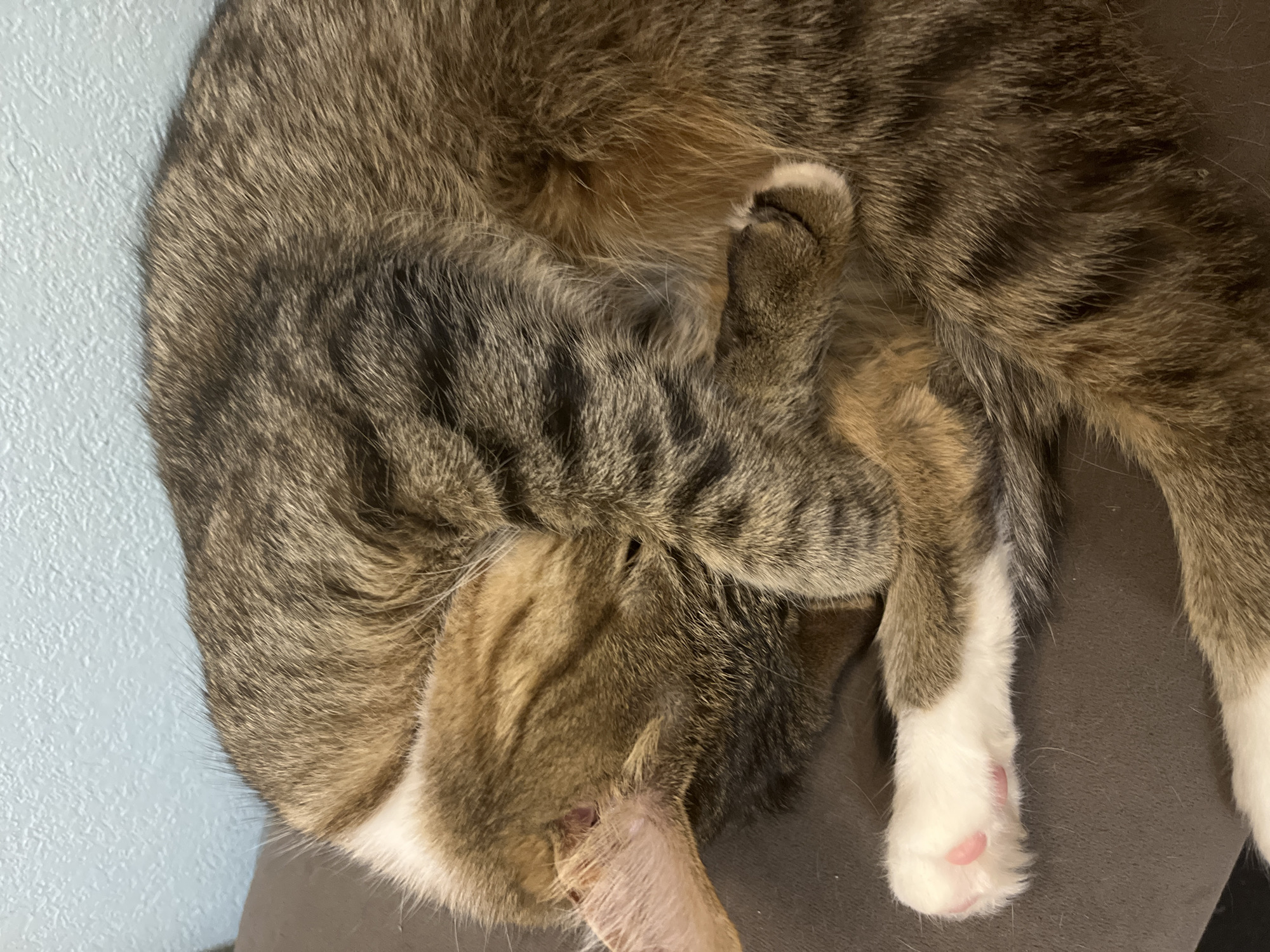 A gray and brown tabby cat is curled up on a gray surface, possibly a couch or chair. The cat's head is tucked close to its body, with one paw covering part of its face. The paw is white with pink paw pads. The cat's fur is patterned with stripes and swirls of gray, brown, and white. The background is a light blue wall.
There is no information to indicate that this image was taken in the city of Izhevsk, Russia.