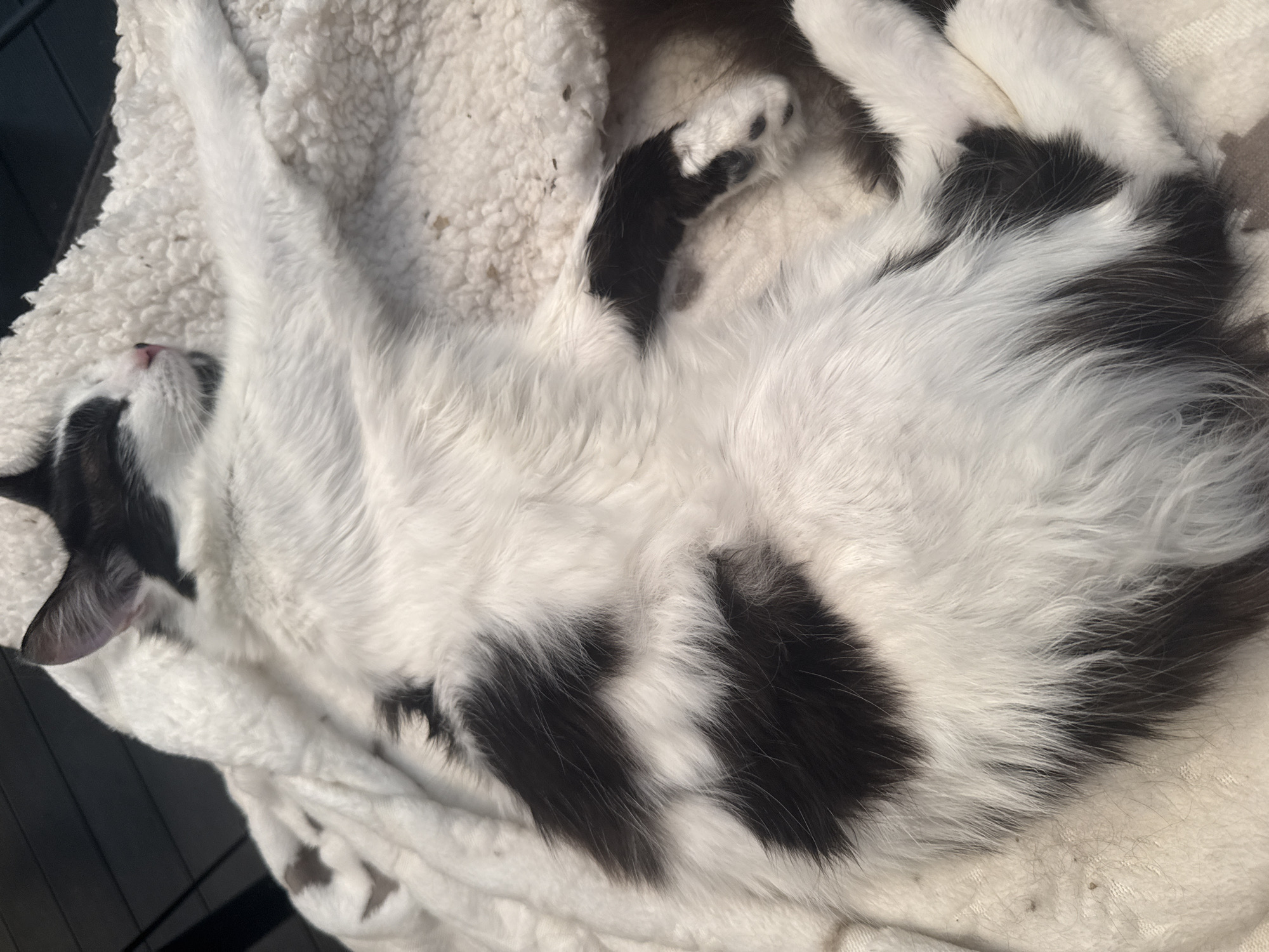 A black and white domestic feline is observed sleeping on an off-white, textured fleece blanket, resting on its right side. The cat has black markings on its head, ears, and back, with predominantly white fur on its face, chest, and limbs. Its eyes are closed, revealing a pink nose. One front paw is extended forward; its hind legs are curled beneath its body. The immediate background is an indistinct dark surface. No other subjects or significant objects are visible. The setting appears domestic. The location is stated to be within the city of Sofia, Bulgaria, though this is not visually verifiable from the image data.