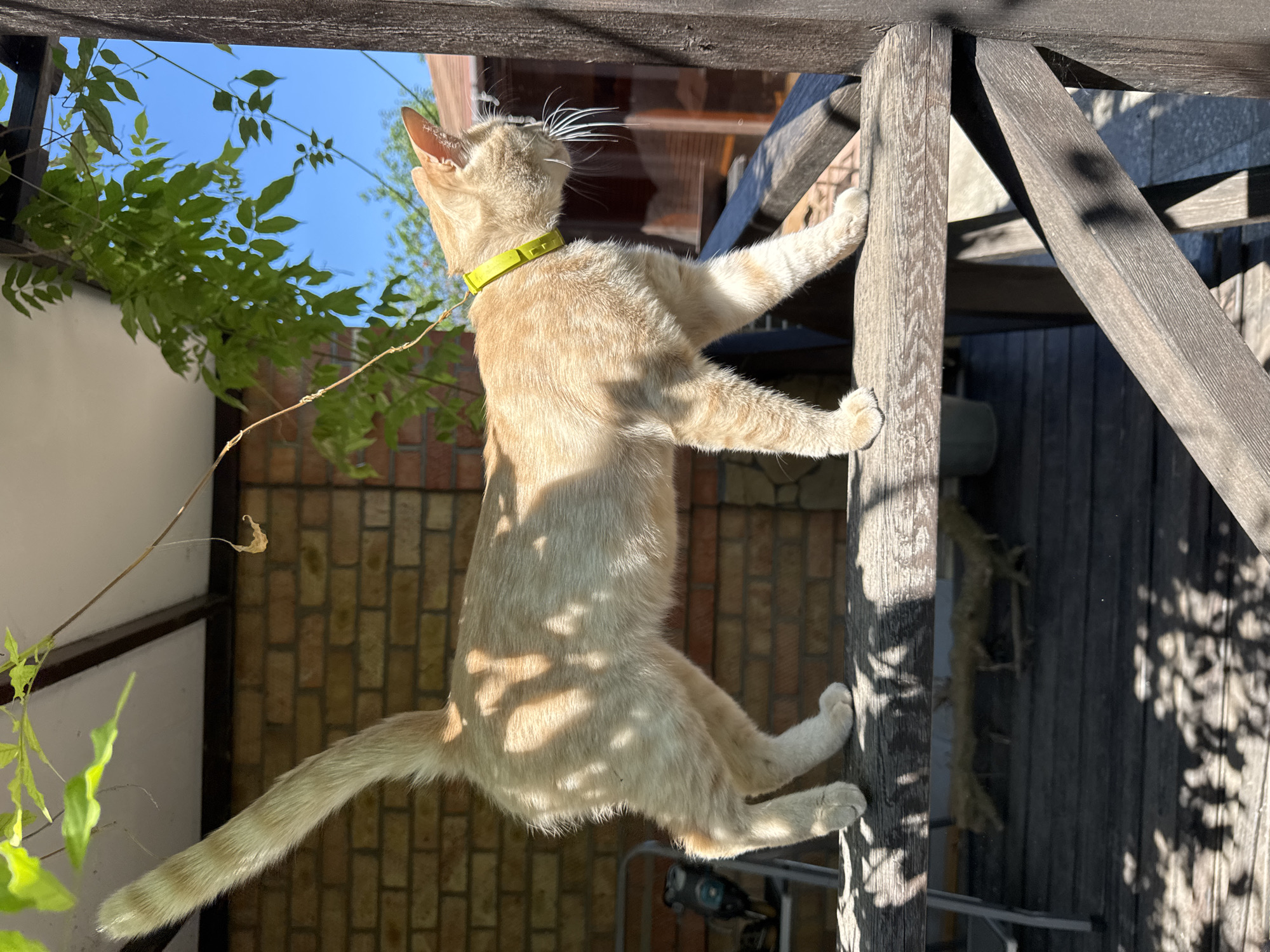 A ginger cat wearing a bright yellow collar is standing on a wooden railing outdoors. The cat is in profile, facing to the right, with its tail held high. The background shows a brick wall, some greenery, and a clear blue sky. The lighting suggests it is a sunny day, with dappled shadows falling on the cat and the railing. The scene appears to be in a backyard or patio area. This scene is located in Yeysk, Russia.