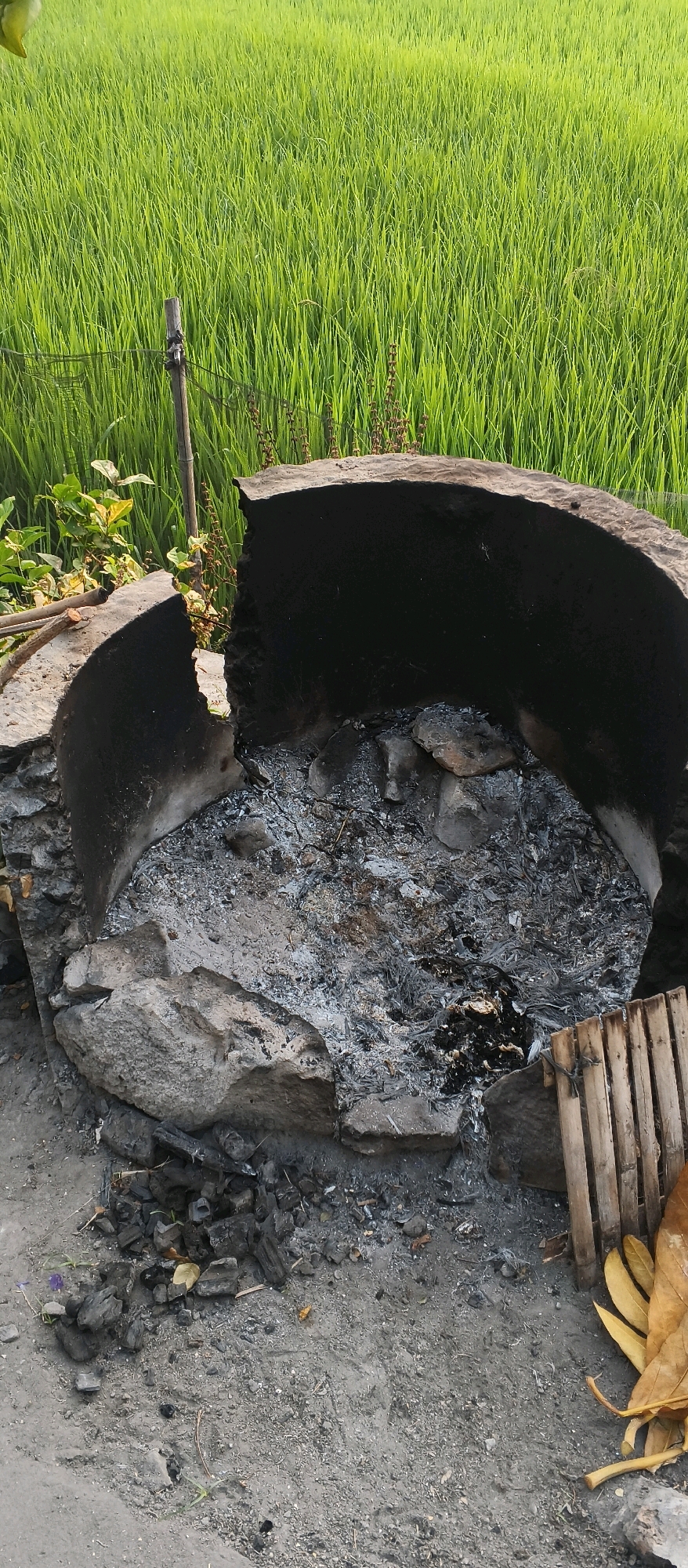 In Japanan, Indonesia, a fire pit made of broken concrete segments and rocks is situated on the ground. The pit contains ashes and charcoal. Behind the fire pit, a lush green field of rice crops stretches out, with a wooden stake visible in the field. To the right of the fire pit, a wooden grate and some dried leaves are present.