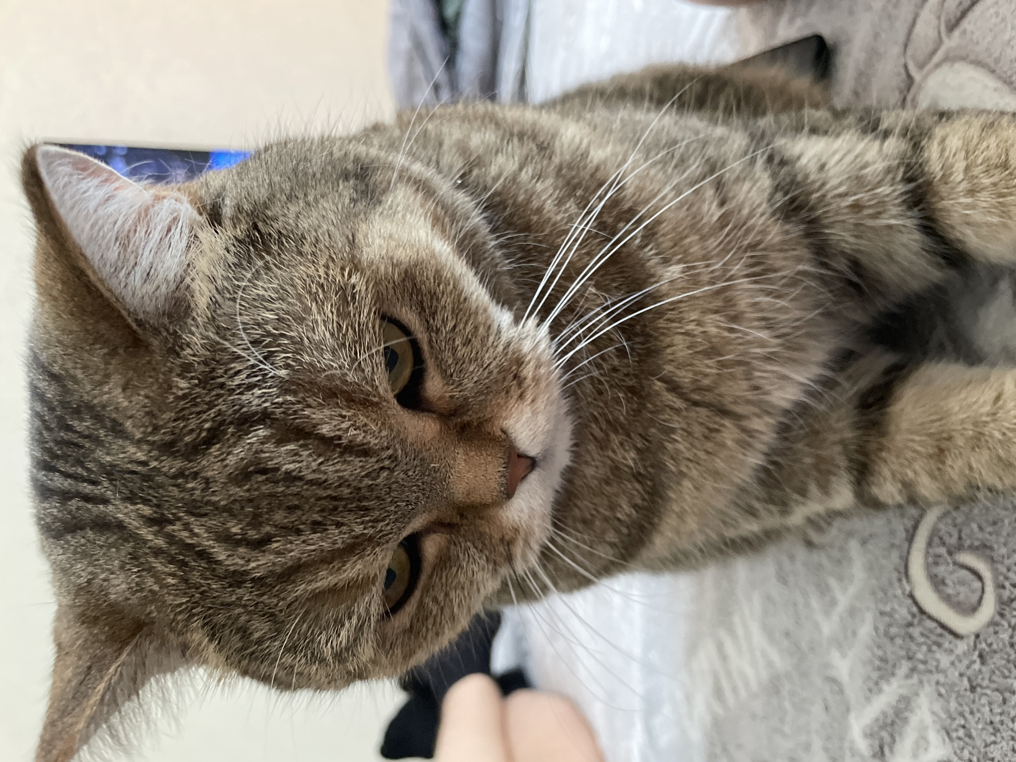 A domestic short-haired tabby cat is depicted in a close-up, head-on view, seated on a light-colored, textured fabric surface, likely bedding or a blanket. The cat's fur exhibits a brown and grey striped (tabby) pattern. Its eyes are a golden-amber color, narrowed, and directed downwards, giving the appearance of deep focus or a somber expression. A small, pinkish-brown nose is visible, and numerous long, white whiskers extend from its muzzle. The ears are pointed and erect.
The immediate surface beneath the cat is a light, possibly off-white, textile with a subtle, curvilinear pattern in a lighter grey or white shade visible in the lower left portion of the frame. In the blurry background to the left of the cat, a portion of a light-skinned human finger or thumb is faintly visible, alongside a dark, indistinct object. To the right of the cat, a blurred light-colored wall or surface is present, with a vertical object displaying a distinct blue illumination, characteristic of an electronic screen, partially visible behind the cat's right ear. Further right, a blurred grey textile object is partially discernible. The lighting is soft and consistent with an indoor environment.