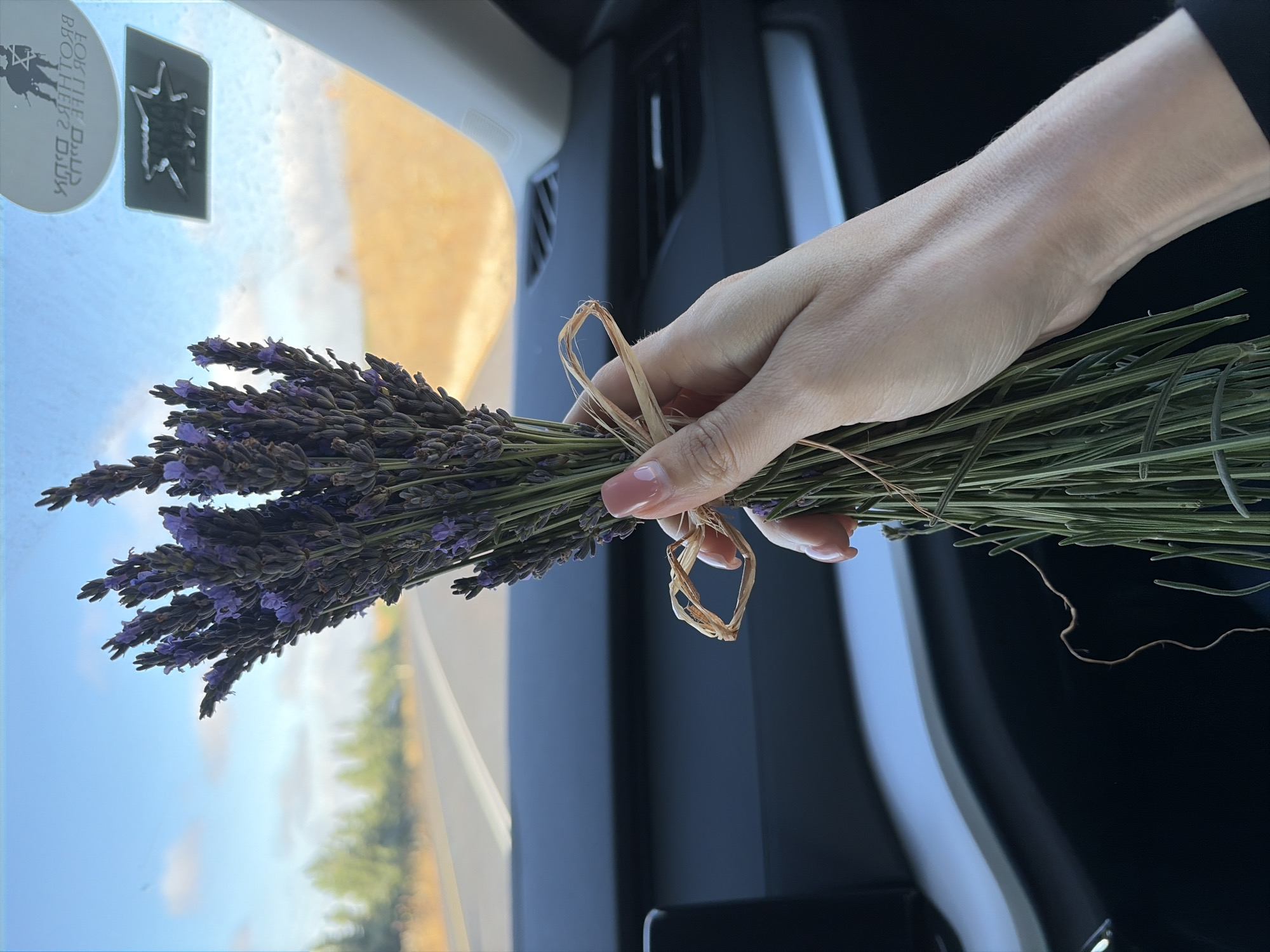 A woman's hand, with light-colored skin and manicured nails, holds a bouquet of dried lavender. The lavender is tied with a rough, straw-like string. The hand and lavender are positioned in the foreground, with the background showing the interior of a car. The car's dashboard is visible, with a dark, textured surface. Through the car's windshield, a blurred landscape of a road, trees, and a tan-colored field is visible under a bright blue sky with scattered clouds. A circular sticker with text and a silhouette of two figures is adhered to the upper right corner of the windshield, partially obscuring a square, dark sticker below it. This image appears to have been taken while traveling on a road in the Golan Regional Council, Israel.
