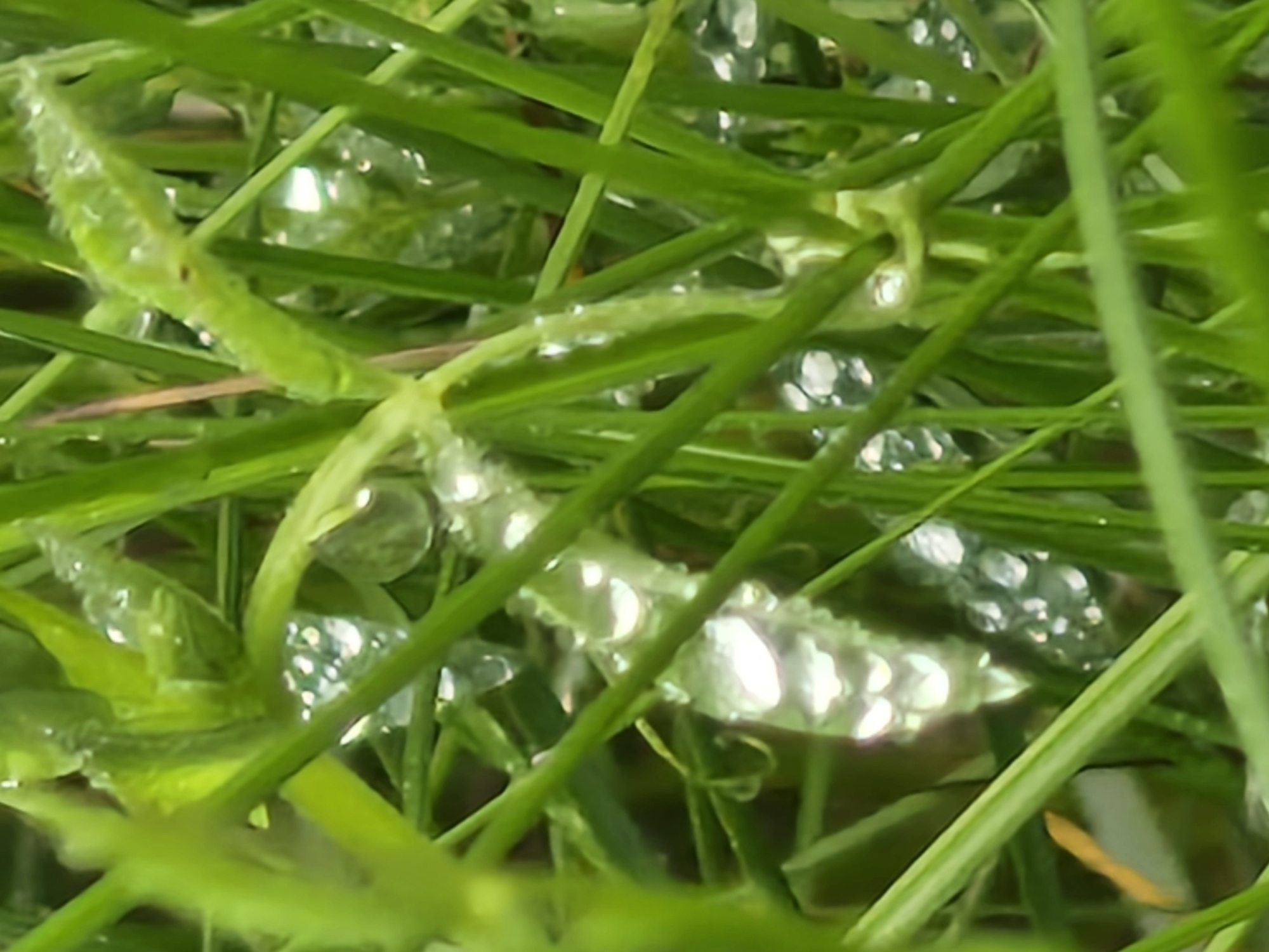 The image is a close-up, macro photograph of dew drops on blades of grass. The grass is a vibrant green, and the dew drops are clear and reflective, creating small, bright highlights. Some of the dew drops are clustered together, forming larger, irregular shapes. The background is a soft blur of green, suggesting a natural environment. The overall impression is one of freshness and natural beauty. The image does not contain any information about the city or specific location.
