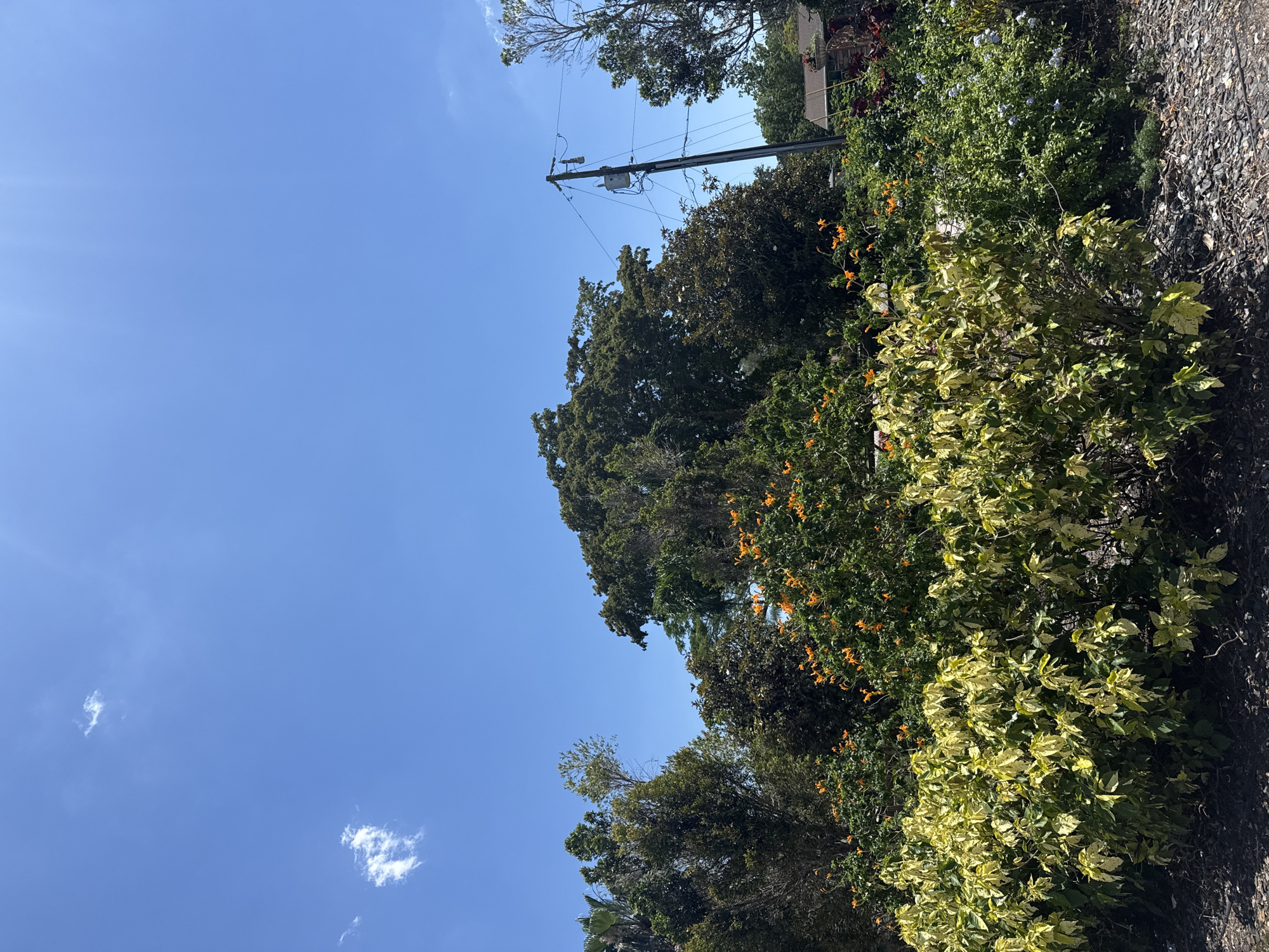 The photograph, taken in Davie, Florida, USA, presents a view looking upwards towards a blue sky with scattered cirrus clouds. A utility pole with electrical equipment is visible among the tops of various trees and bushes. Some of the foliage exhibits bright green and yellow variegation, while others are a deeper green and orange. Some of the bushes appear to be overgrown and touch a paved surface.