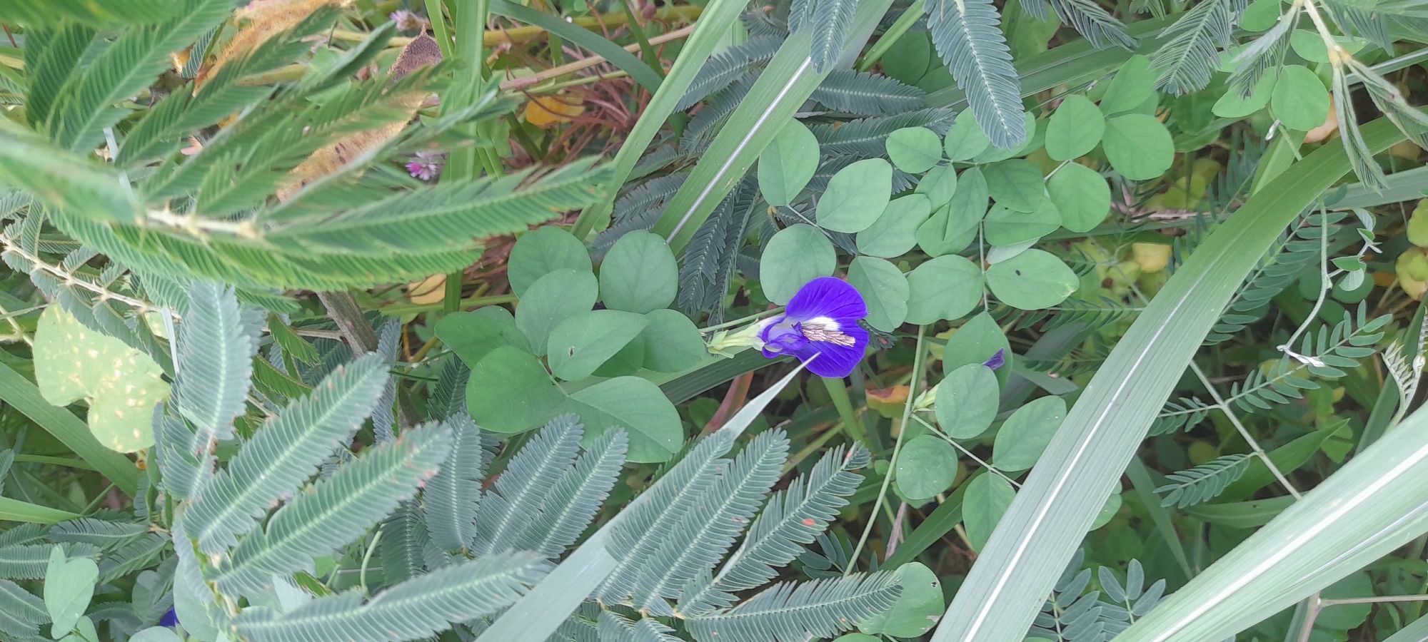 The image presents a ground-level view of vegetation, including broad, rounded green leaves, fine, feathery leaves, and a single, vibrant purple flower. Linear, light-colored blades of grass are also present. The scene is situated in a natural environment, likely outdoors. The specific location is Buketteukuh, Indonesia. No people or animals are visible. The focus is on the flora. There are no visible interactions or actions taking place. The environment appears natural.